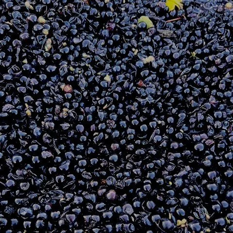 Close-up of ripening blueberries on the ground.
