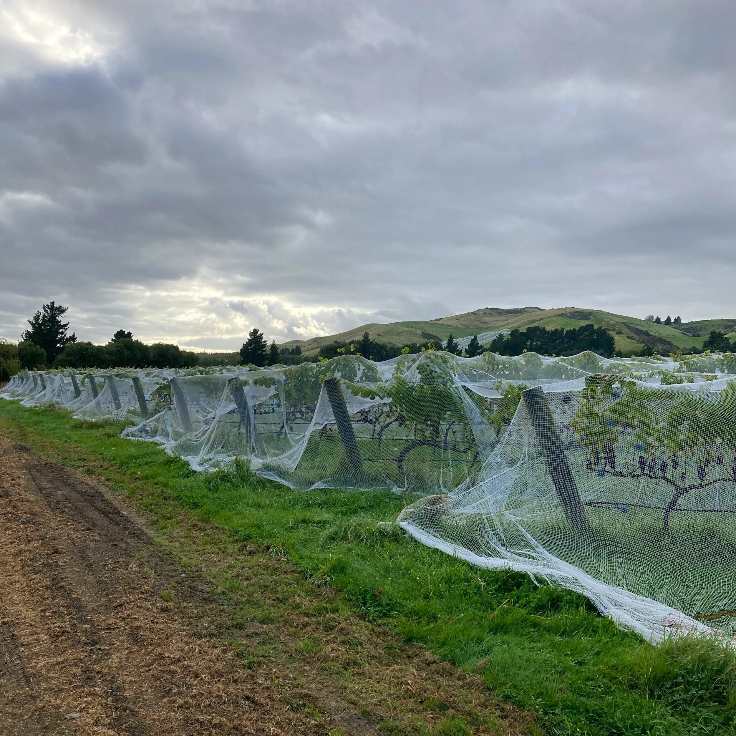 Overcast sky over grapevines covered with protective netting in a vineyard.