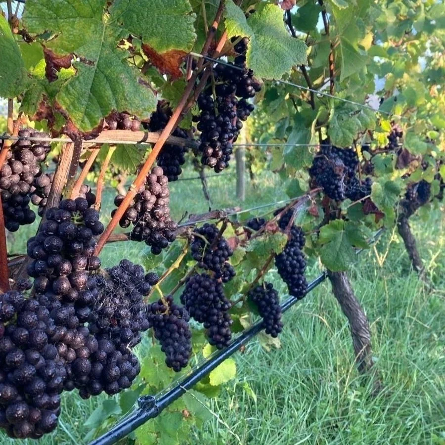 Grape vines with ripe dark purple grapes hanging in a vineyard.