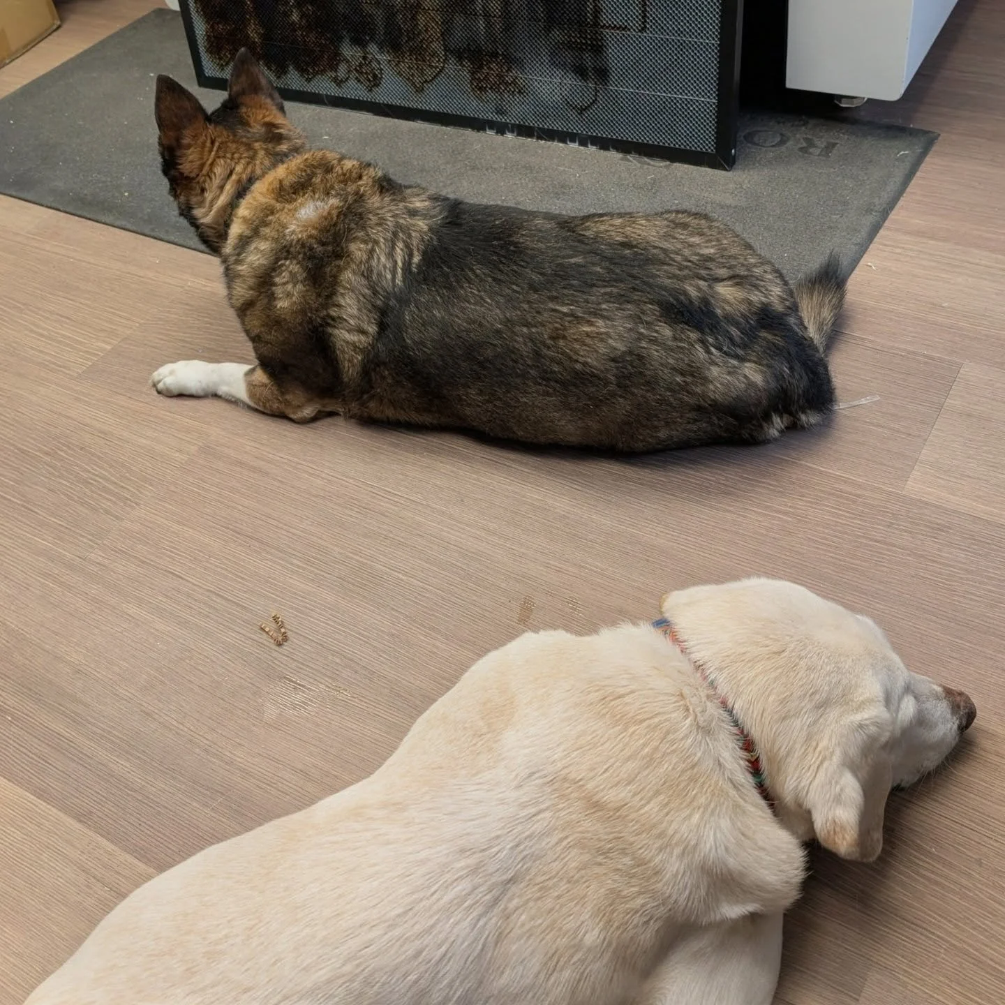 Shop dogs... It's their first time in this space!