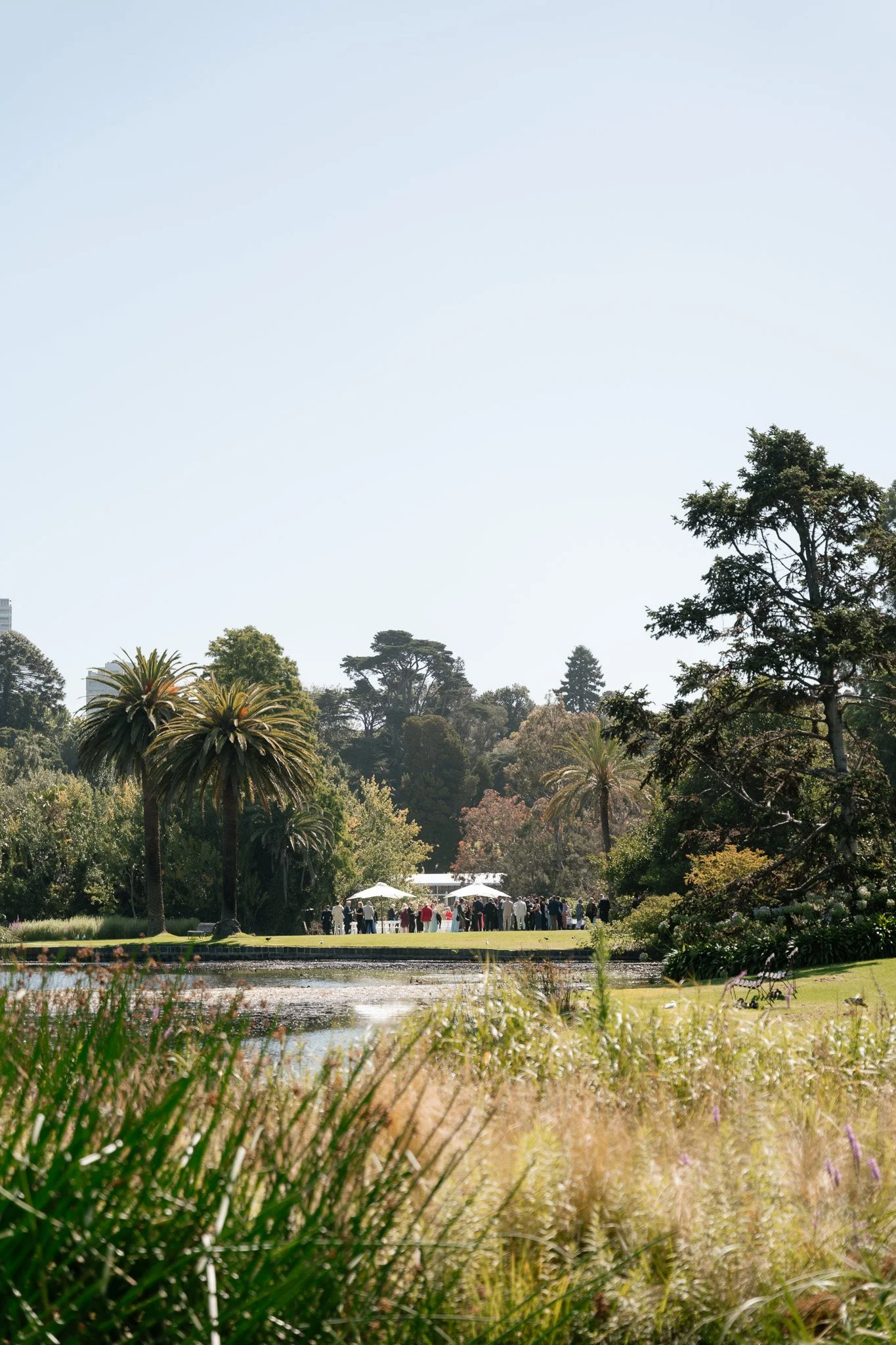 A park scene with palm trees, a pond, and a group of people gathered under umbrellas in the background on a clear day.