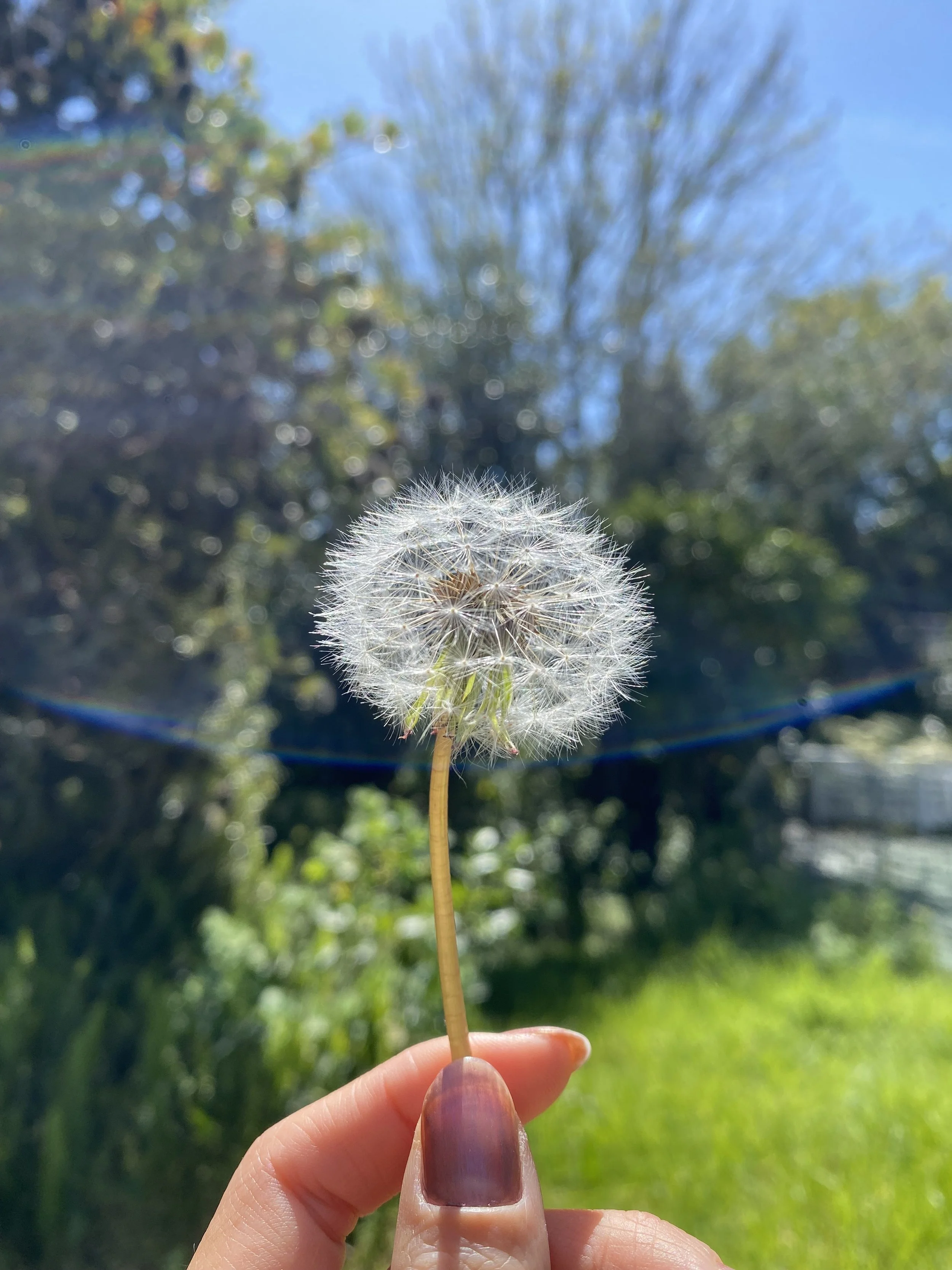 Close-up of a person holding a dandelion puff against a blurred outdoor background with blue sky and trees.