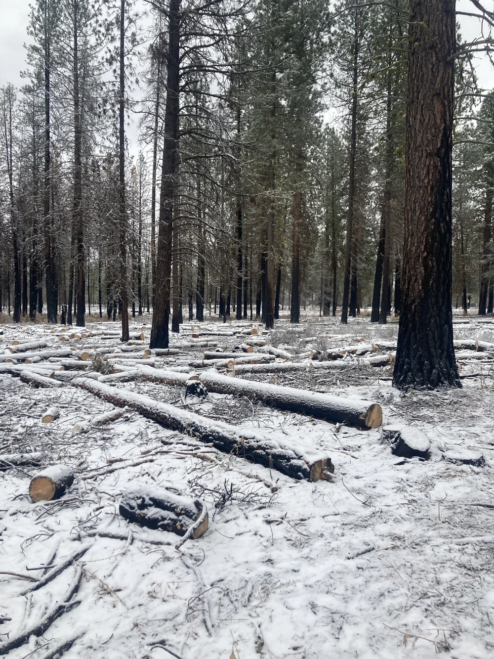 Forest Thinning | Enhance Forest Health Today — DB Timber Falling