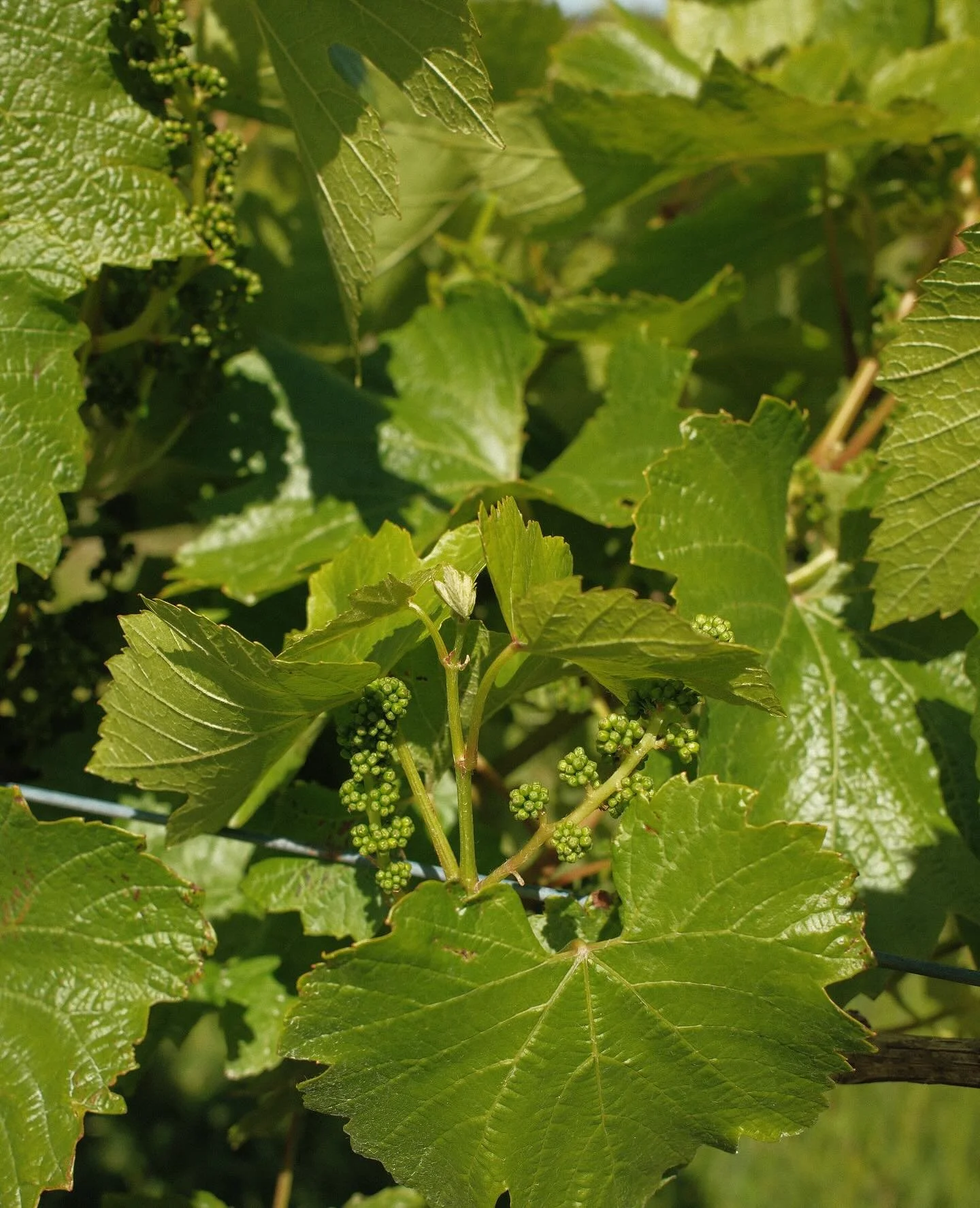 Warming conditions means vineyard is lush now. And our gingin Chardonnay is coming along nicely 😊