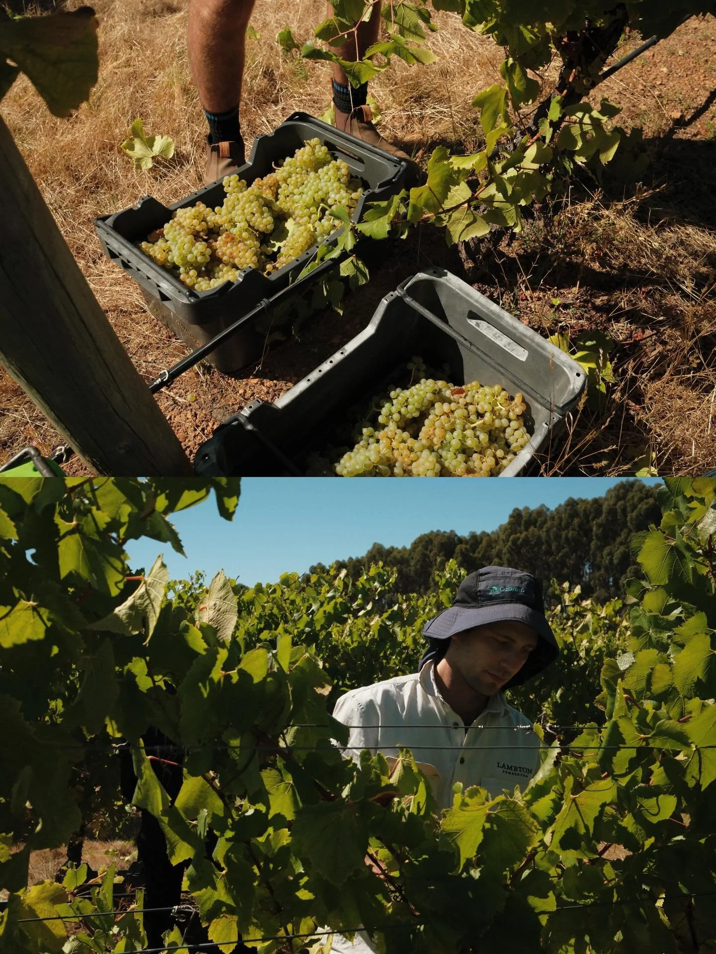 Big week! 30 tons of grapes harvested and with spuds and other stuff in between. It&rsquo;s a huge effort by all and we couldn&rsquo;t do it alone. And we are only halfway 😊 (😔)

#pemberton #vineyard #harvest