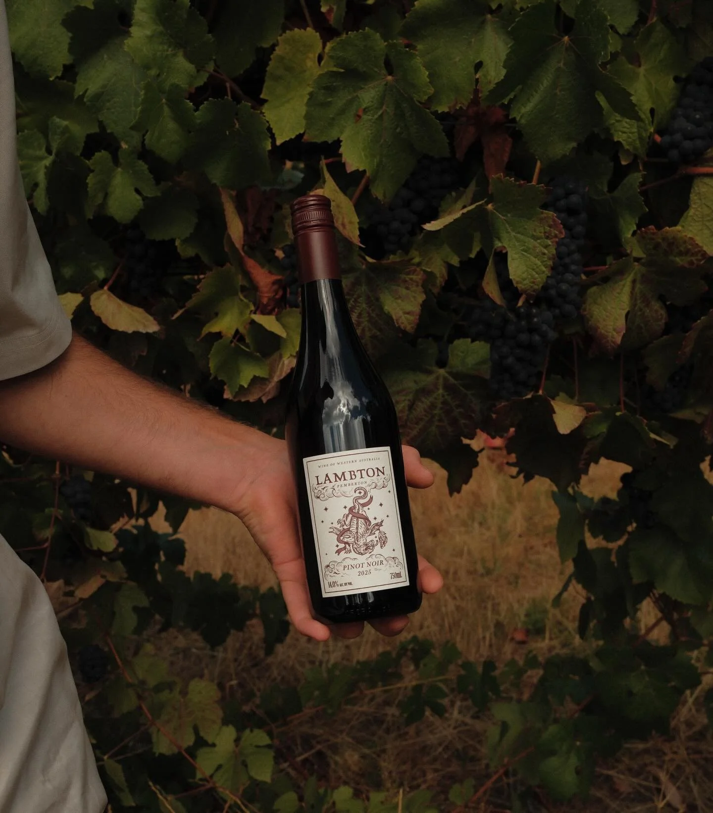 ✨ NEW ✨ 2025 Lambton Pinot Noir. This is a serious one. We are pairing it with everything and anything because it&rsquo;s that good. 

Made from handpicked bunches from our droopy clones. 10% whole bunch ferment, short skin contact and 25% new oak ma