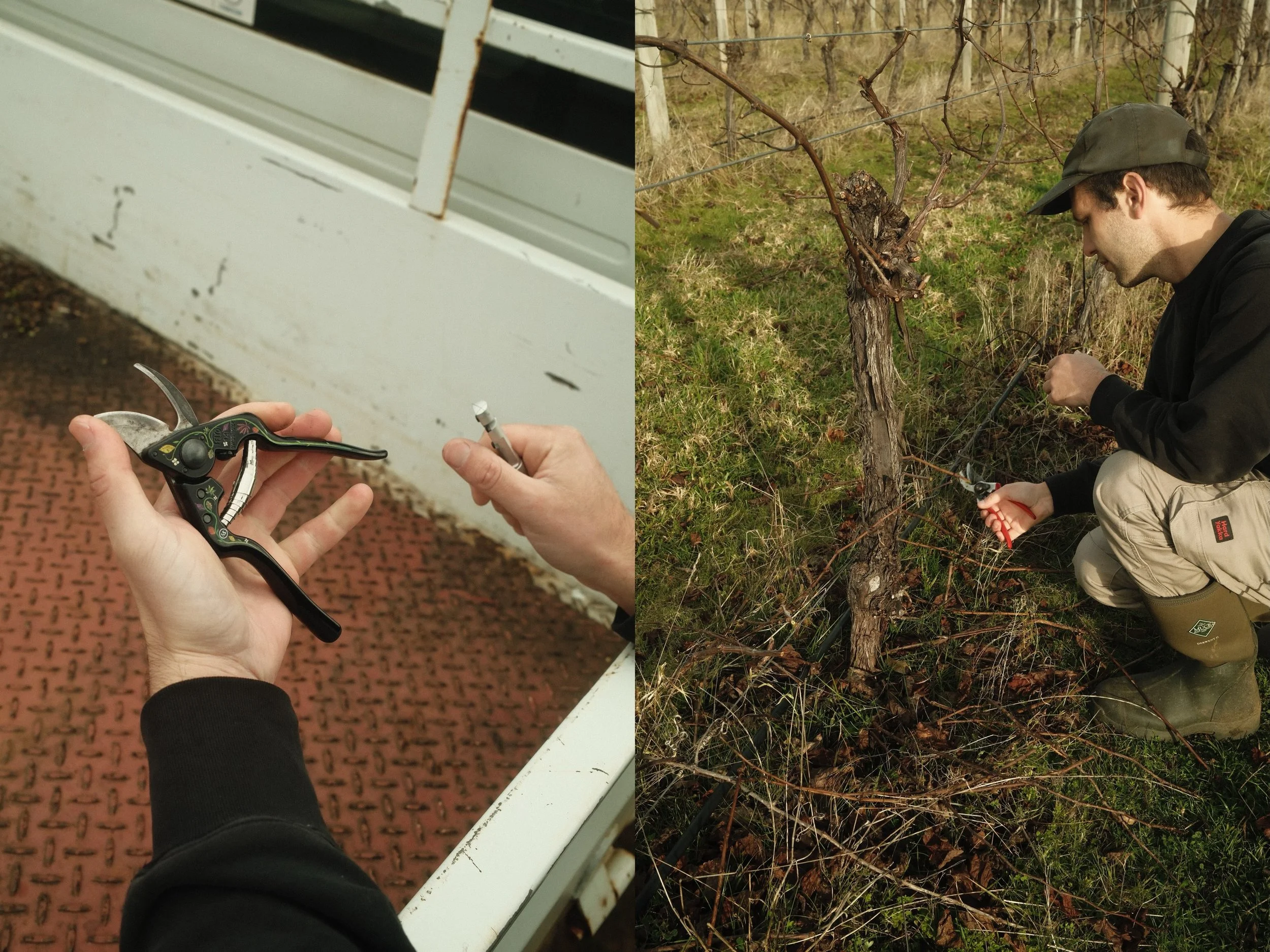 We are working hard to convert the vineyard from spurs to cane pruned vines 🍇 🍇🍇🍇