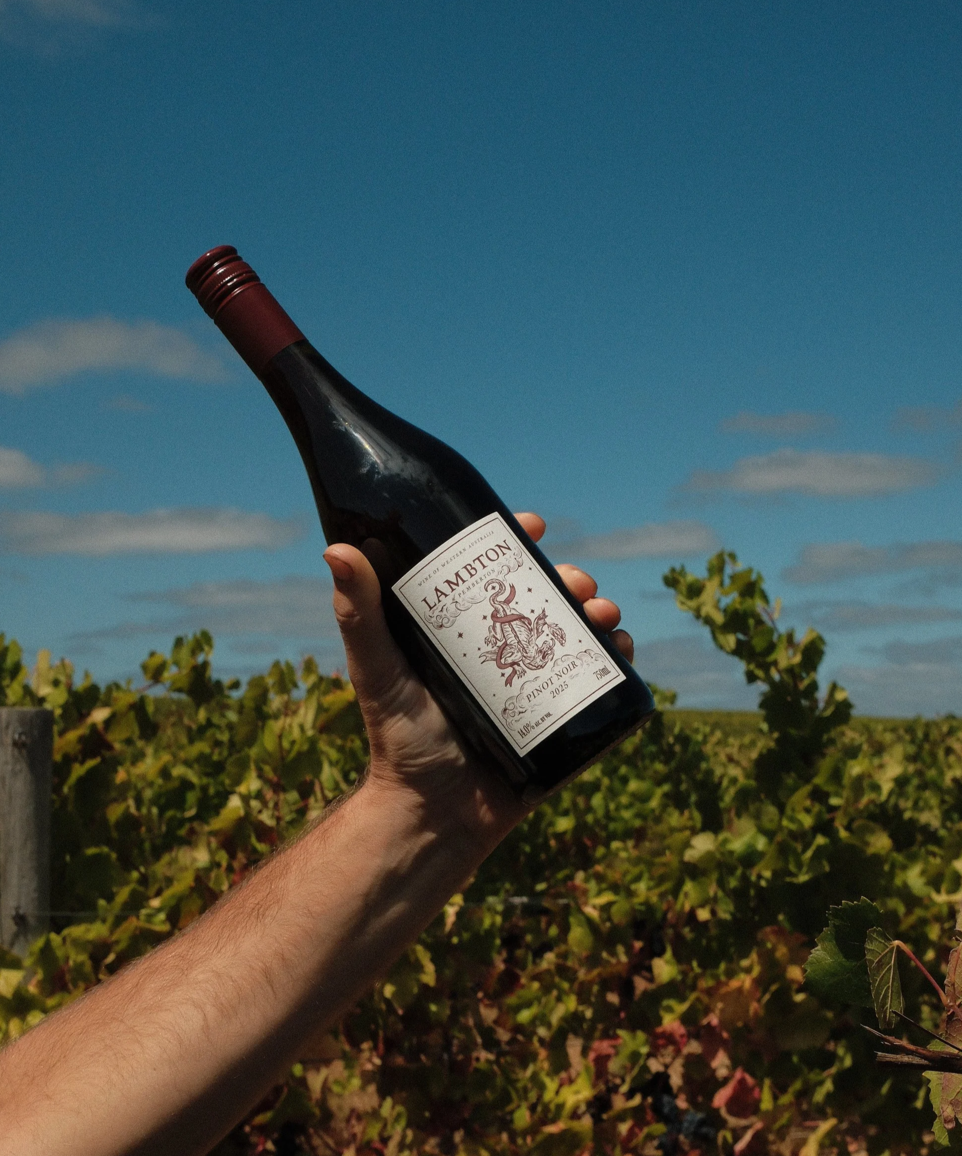 Hand holding a bottle of red wine over vineyard with blue sky and clouds.