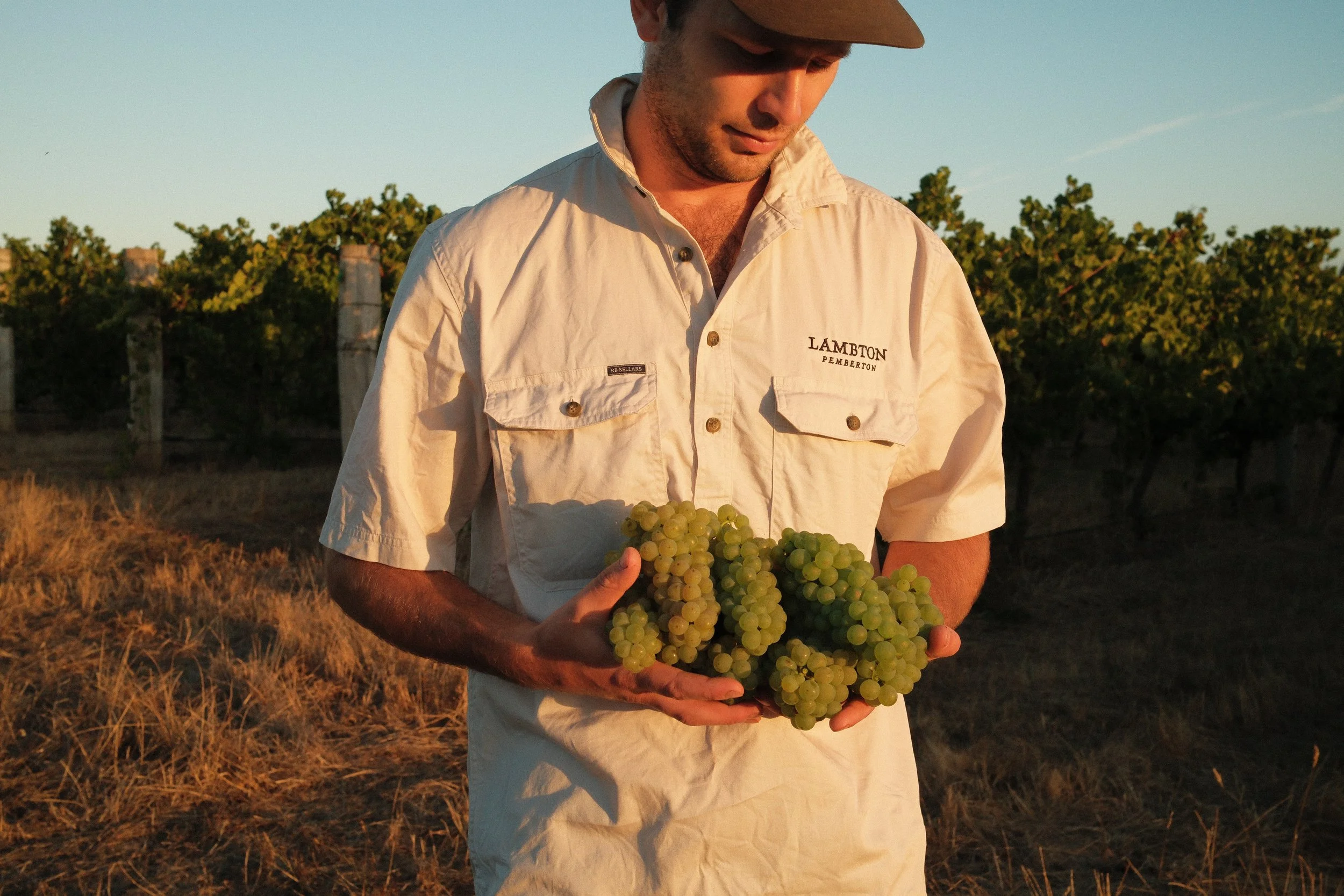 Man in a white shirt holding a bunch of green grapes in a vineyard at sunset.