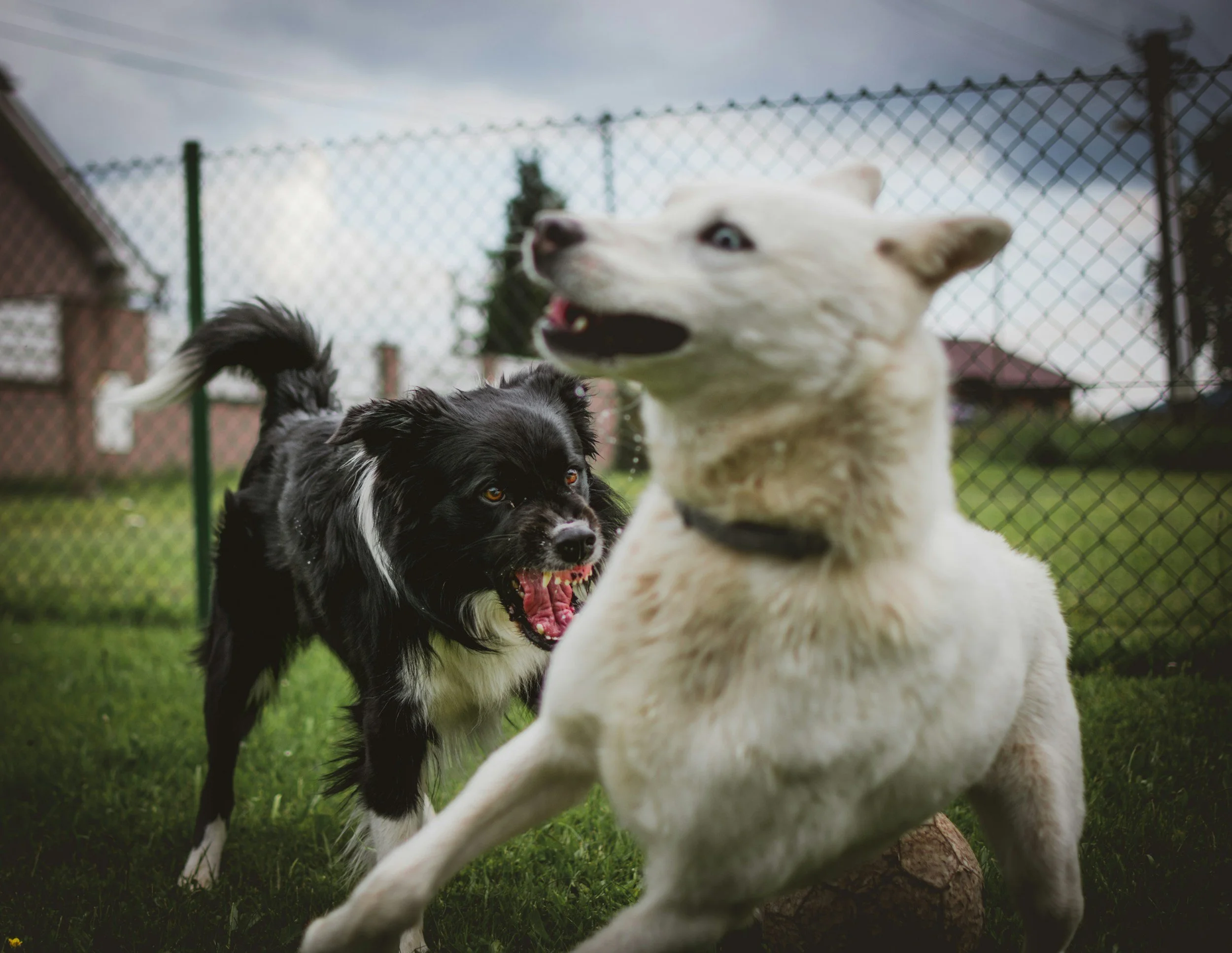 Understanding Reactive Dogs: Why Training Makes All the Difference