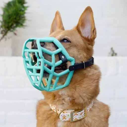 Why Every Dog Owner Should Consider Muzzle Training