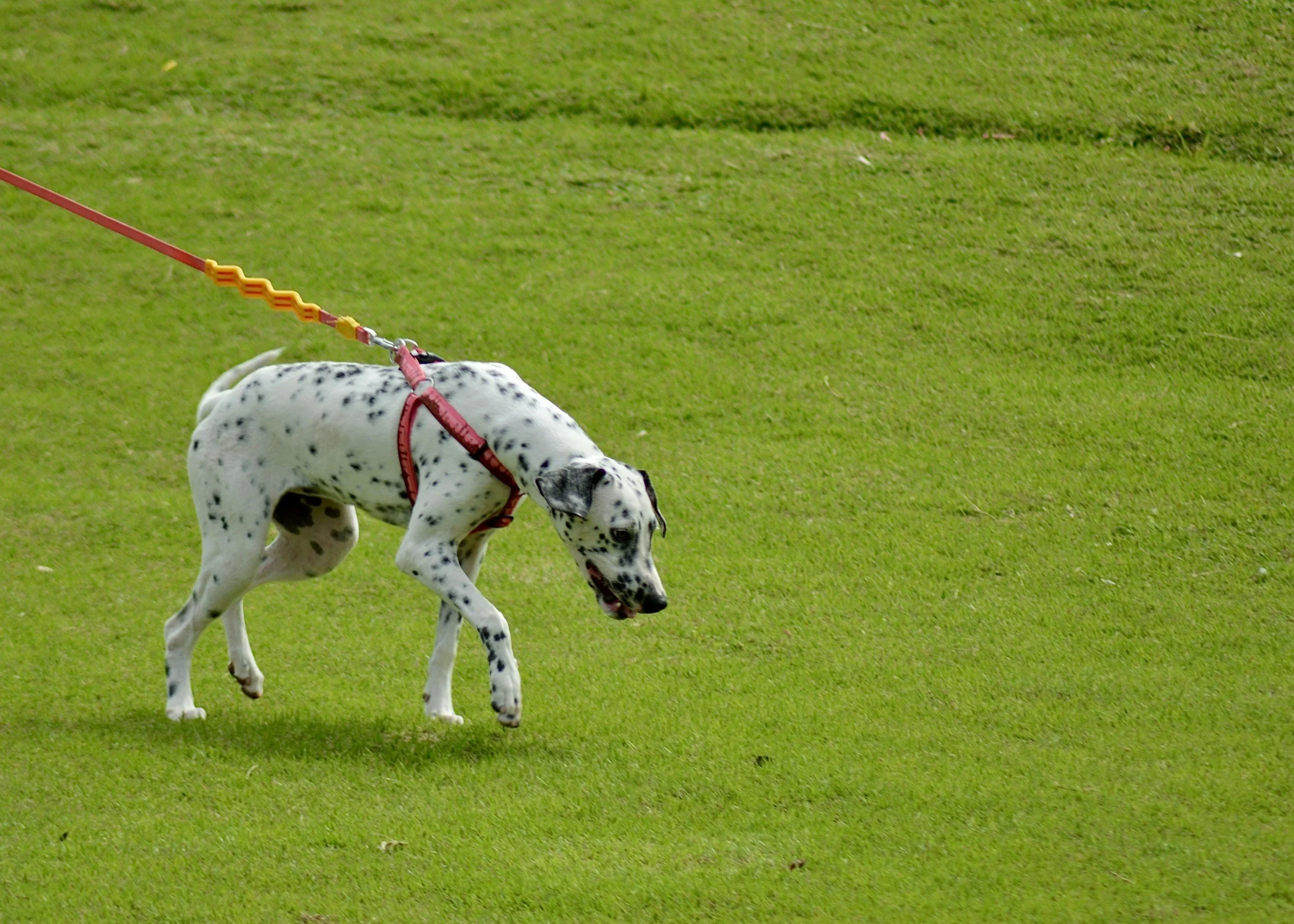 Stop Your Dog Pulling on the Lead: Proven Training Tips From A Professional Dog Trainer