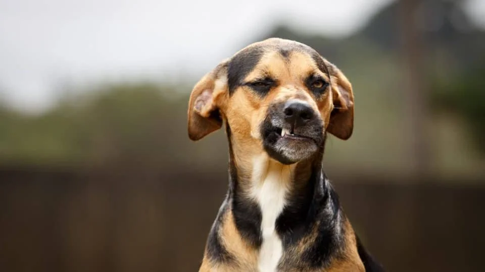 How Do I Stop My Dog Barking and Lunging? I’m a Reactivity Specialist - Here Are the Five Questions I’m Asked Most