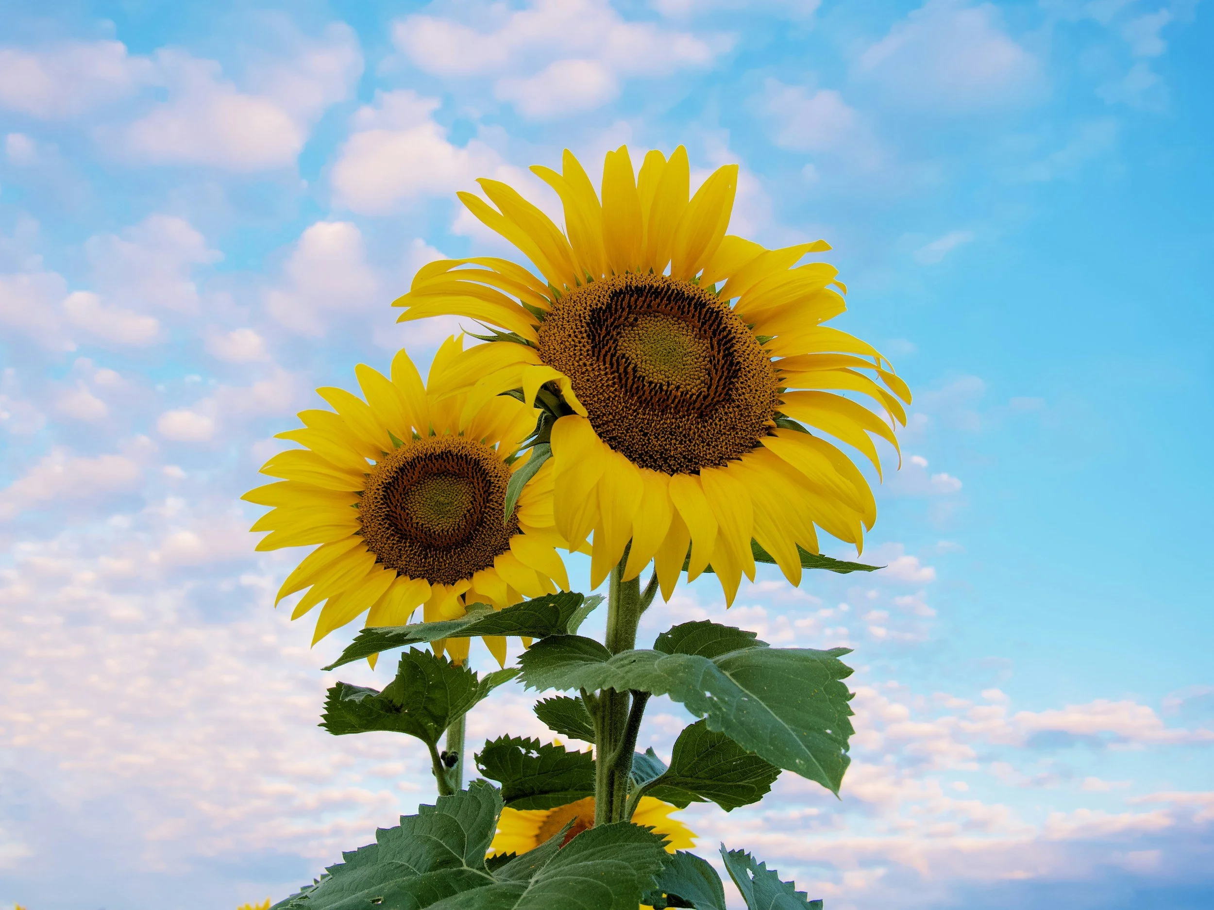 Two large sunflowers with bright yellow petals and dark centers against a blue sky with scattered clouds.