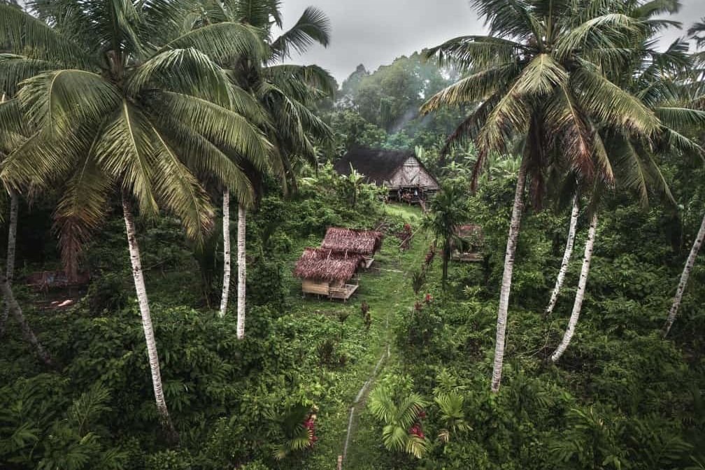 Tropical landscape with tall palm trees surrounding traditional thatched-roof huts on green hillside.