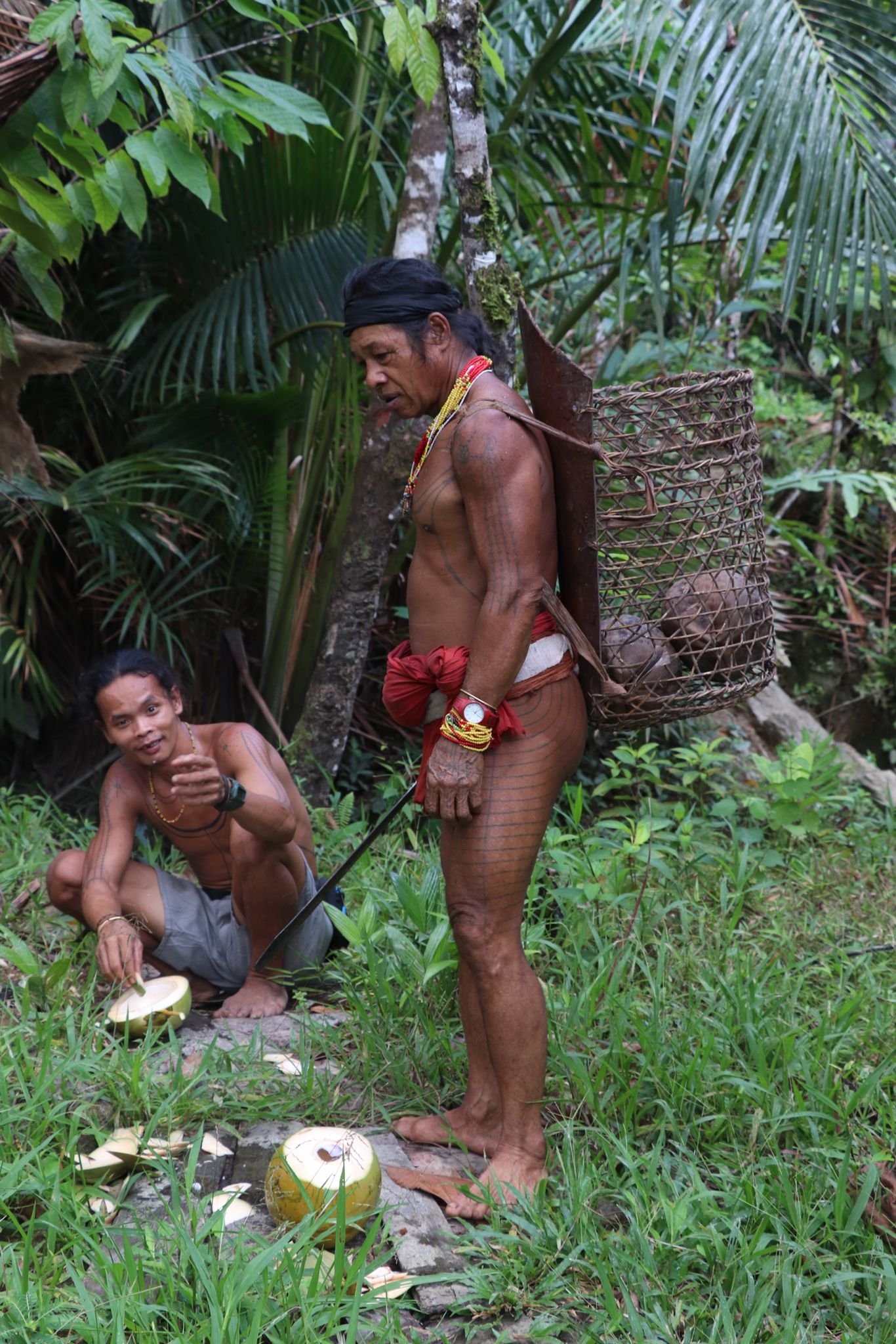 picking up fresh coconut in the jungle