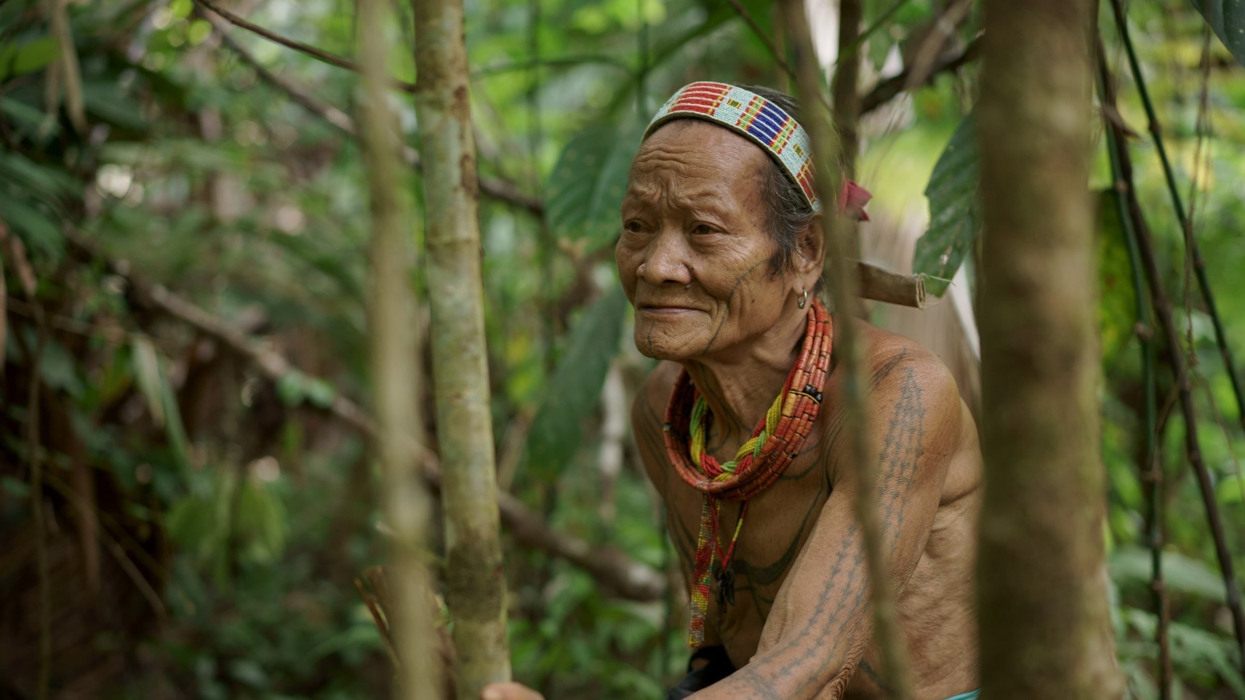 An elderly indigenous woman with tattoos, wearing beaded necklaces and a colorful headband, is seated among dense green foliage in the forest.