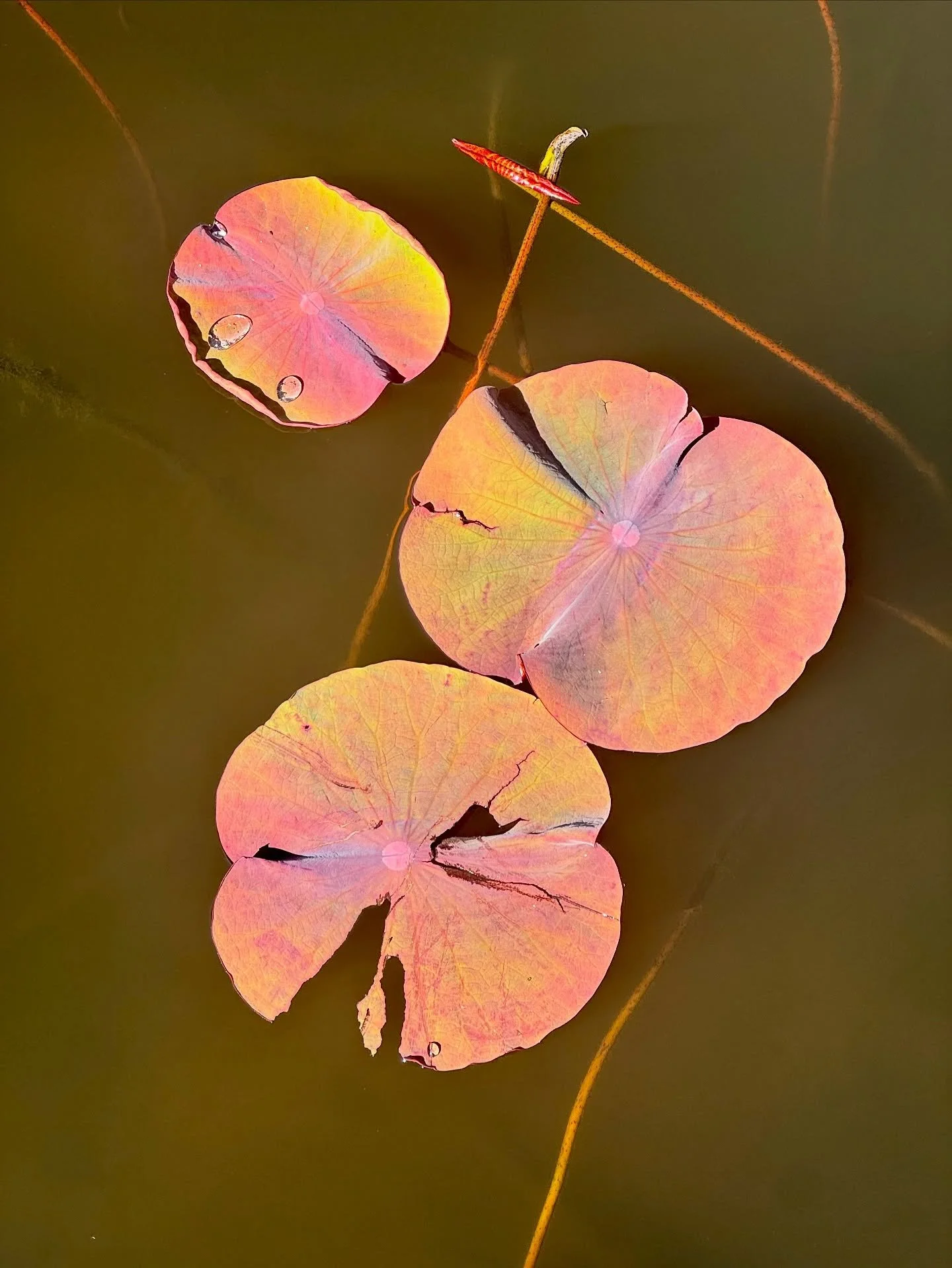 As if they drifted in from another world&hellip;
Beautiful lilypads; cracked, glowing, and still floating