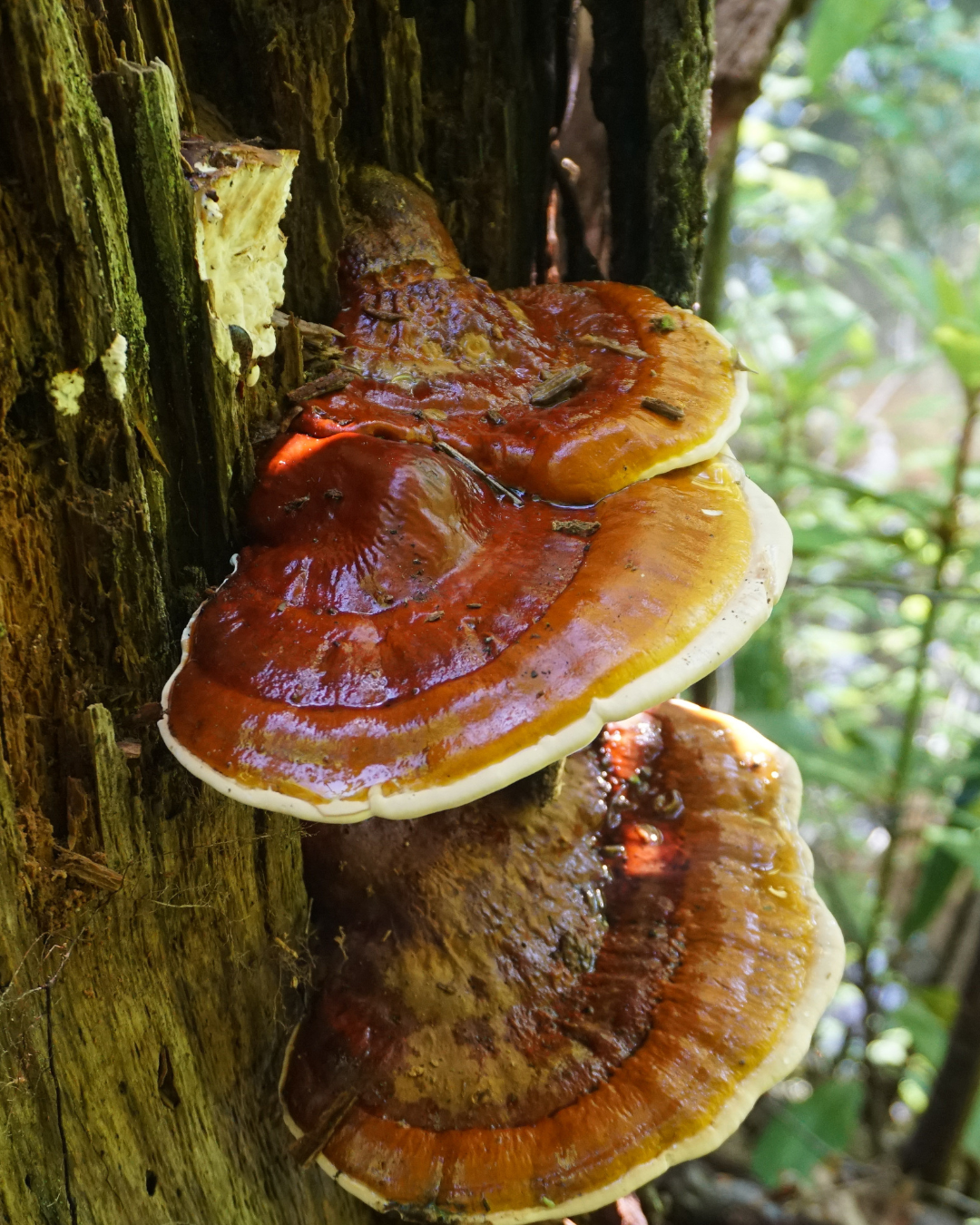 reishi.png