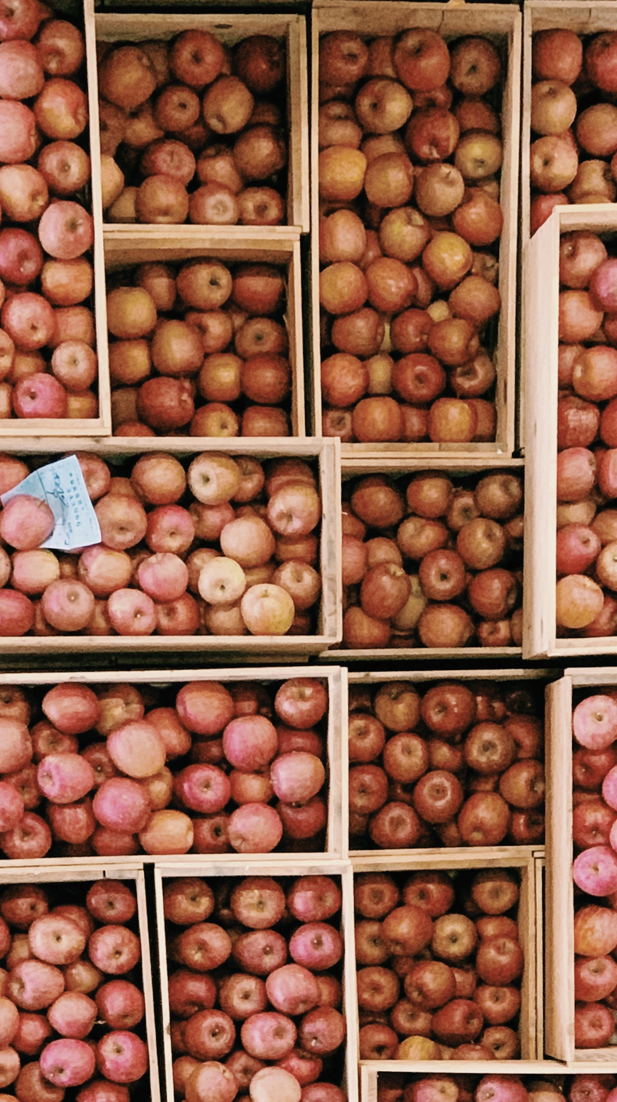 Aomori apples