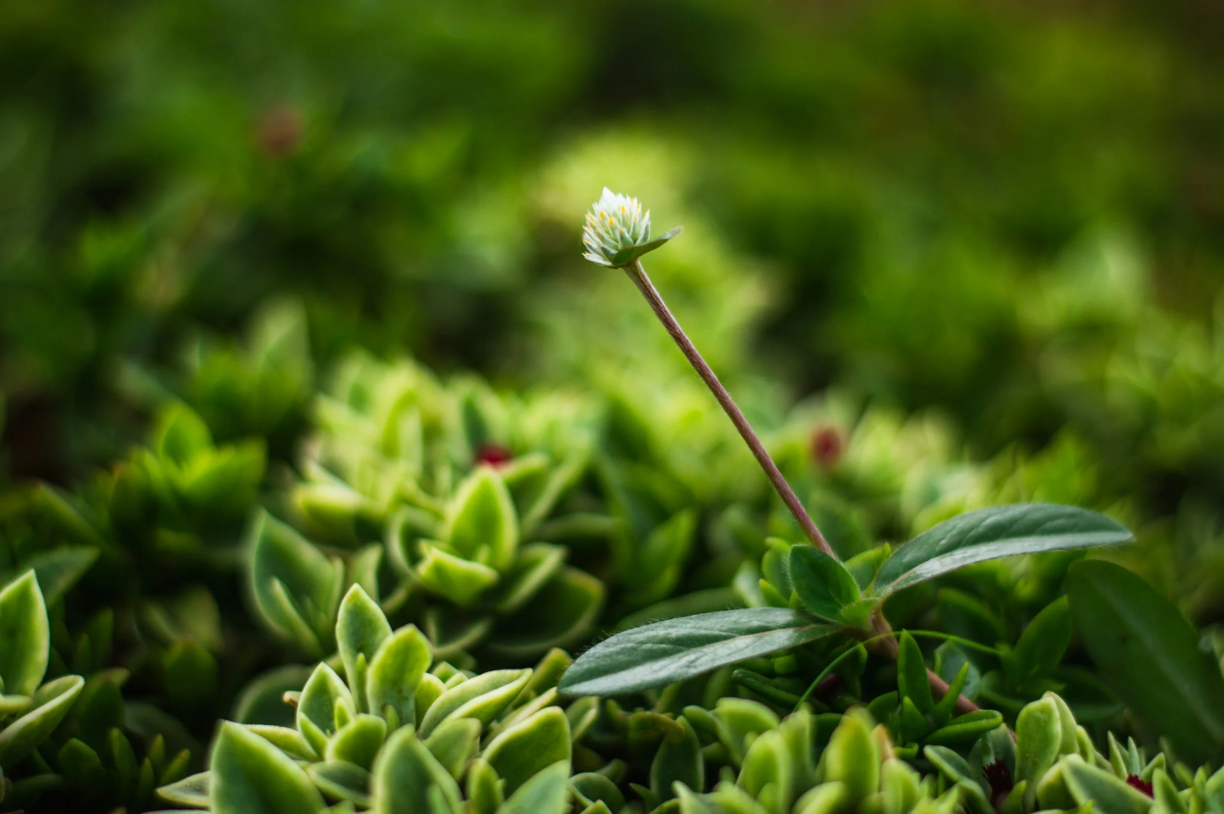 Why Affordable Skip Hire is Vital for Our Community 🌿