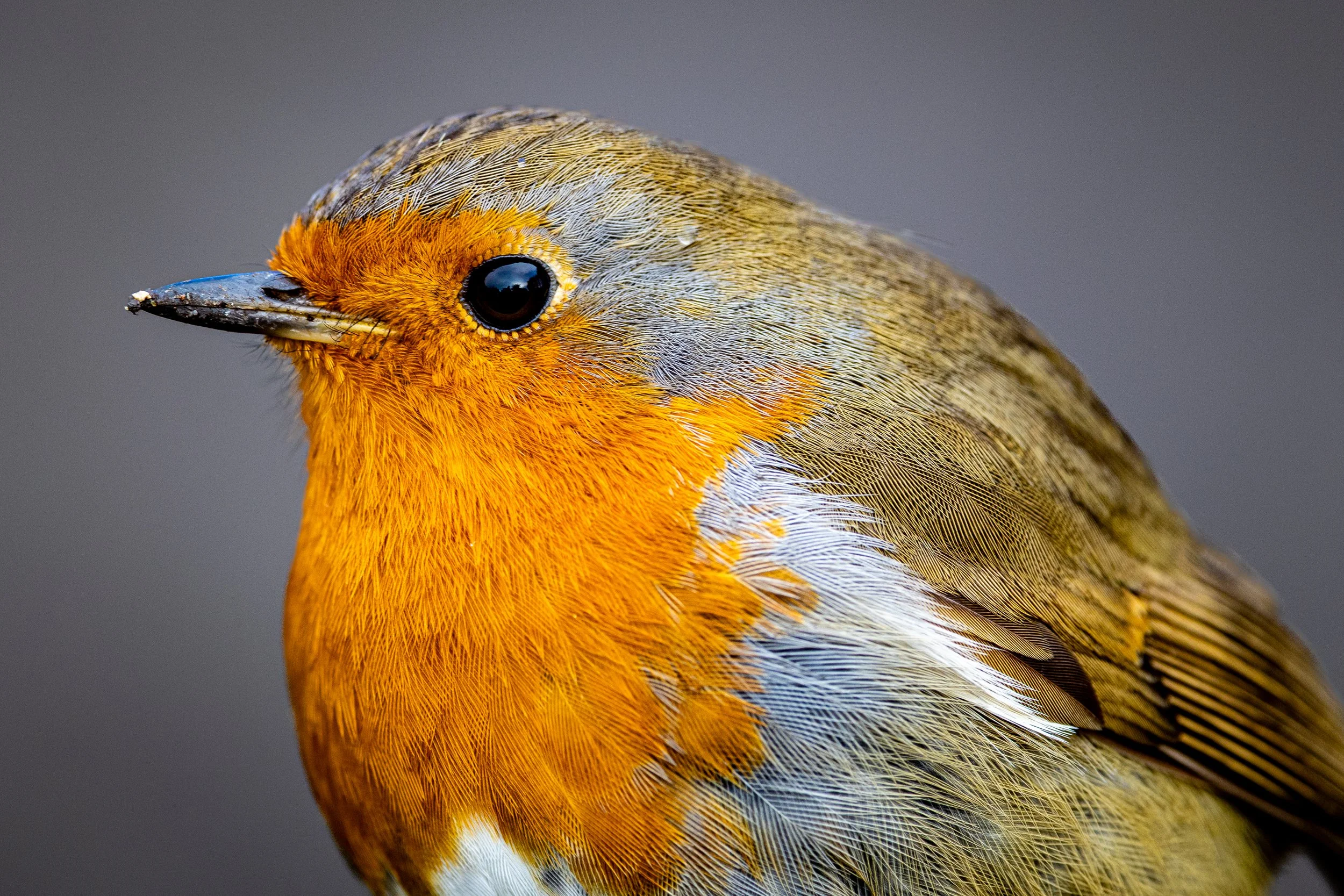 Close up Robin