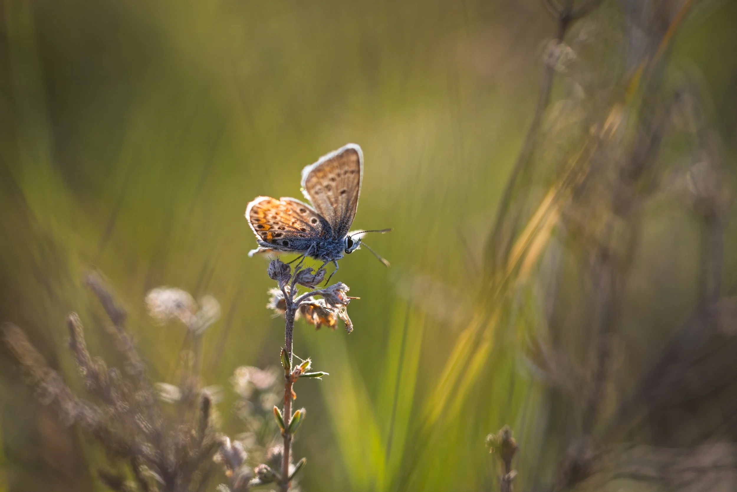 Silver-studded Blue Butterfly - Stoborough Heath