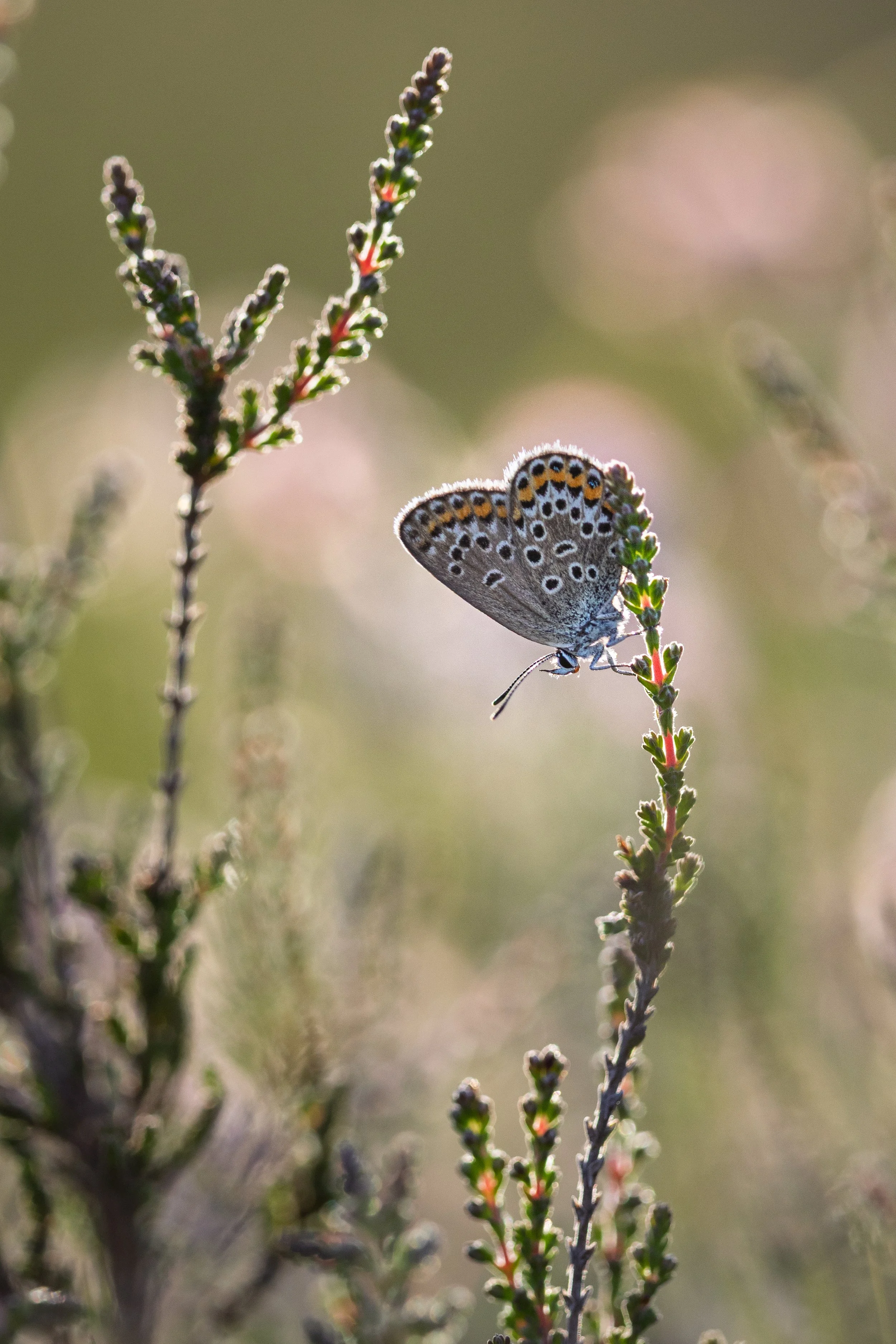 Silver-studded Blue Butterfly - Stoborough Heath