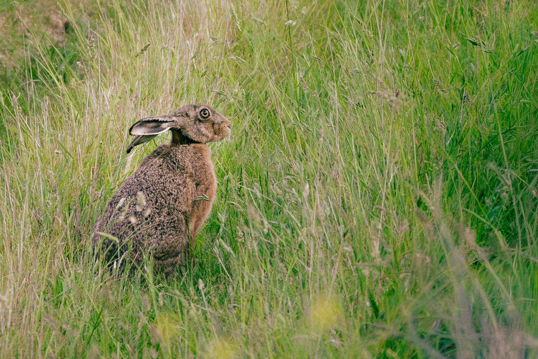 Brown Hare in a South Purbeck grassland