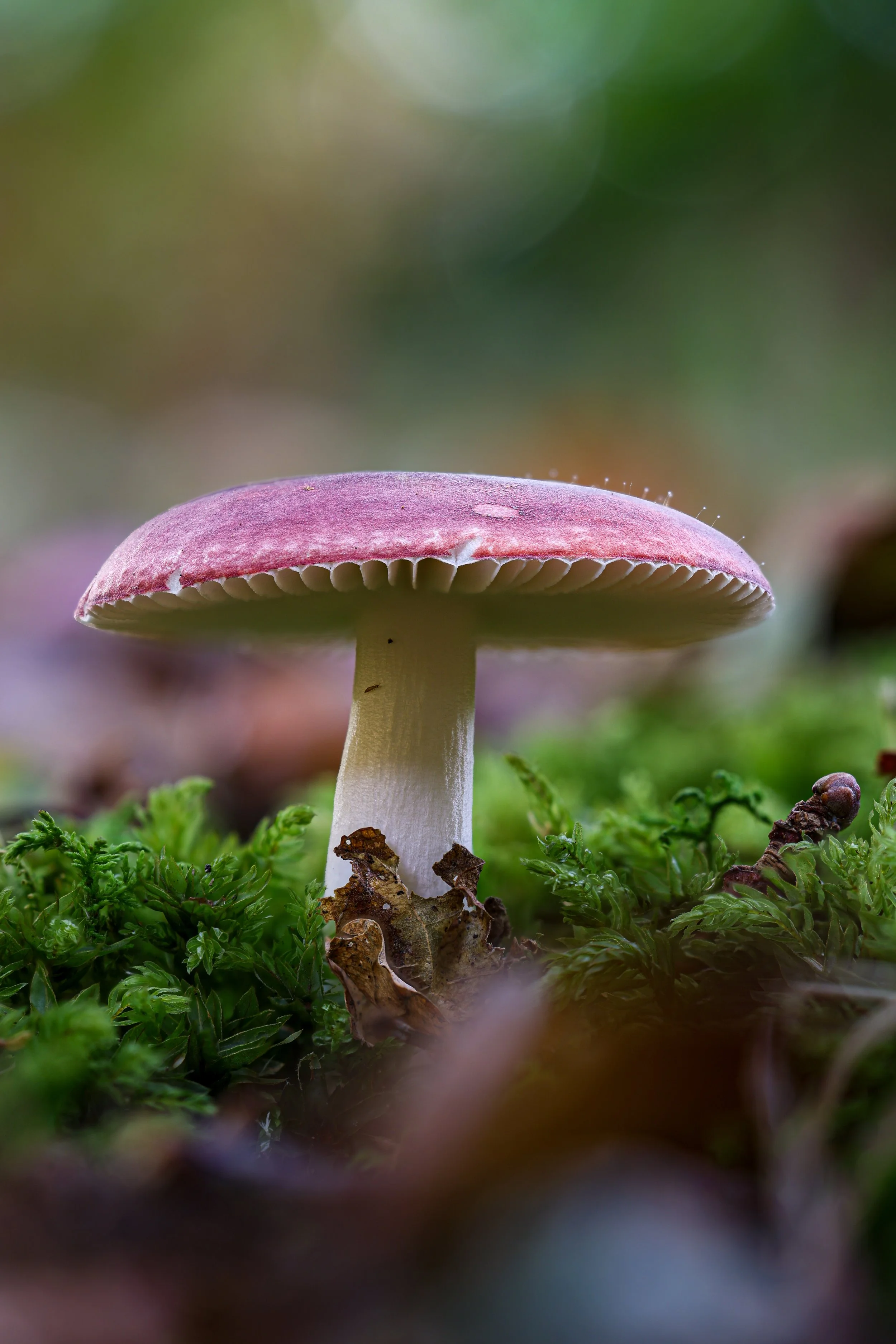 Lone mushroom.jpg