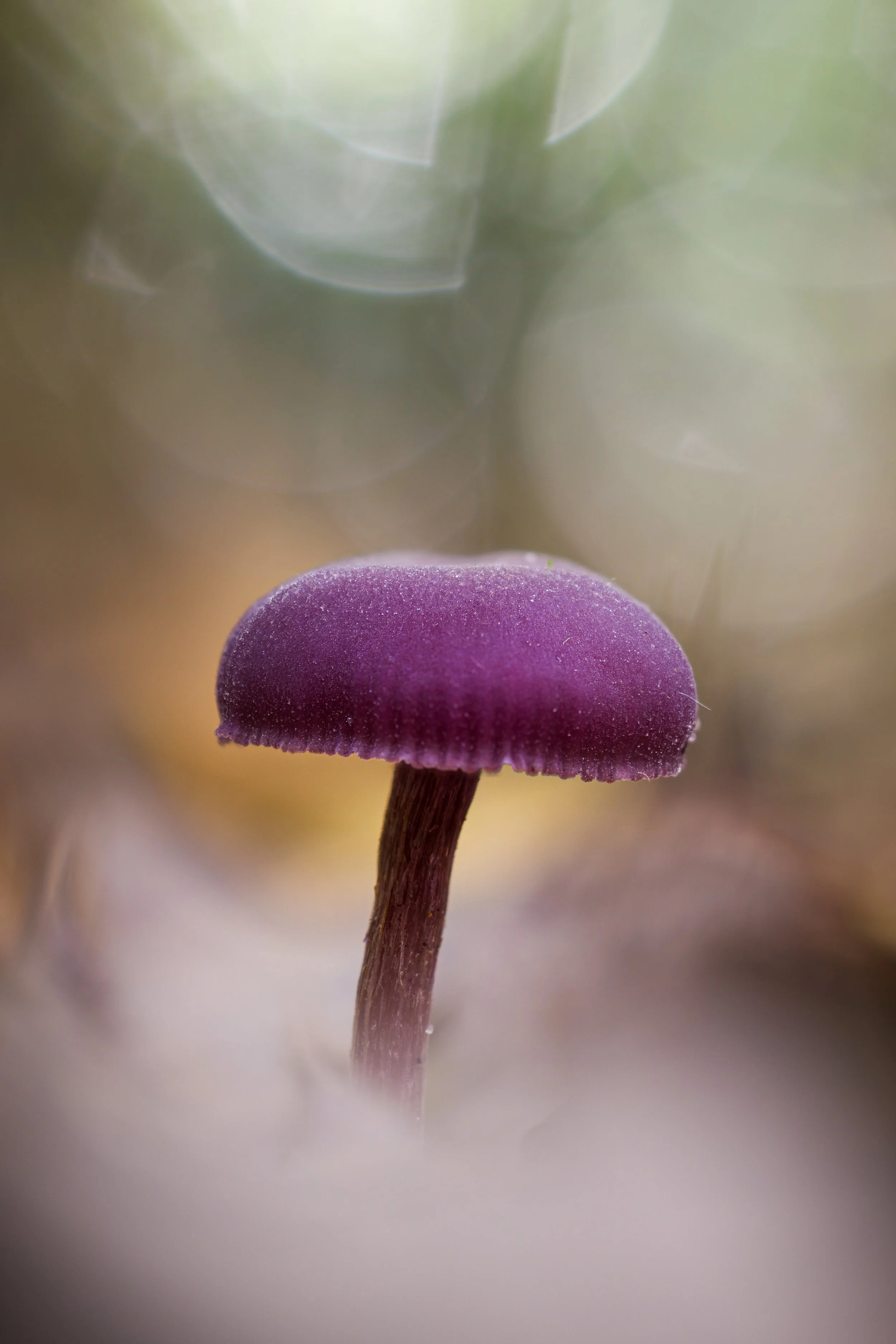 Purple amethyst mushroom backlit.jpg