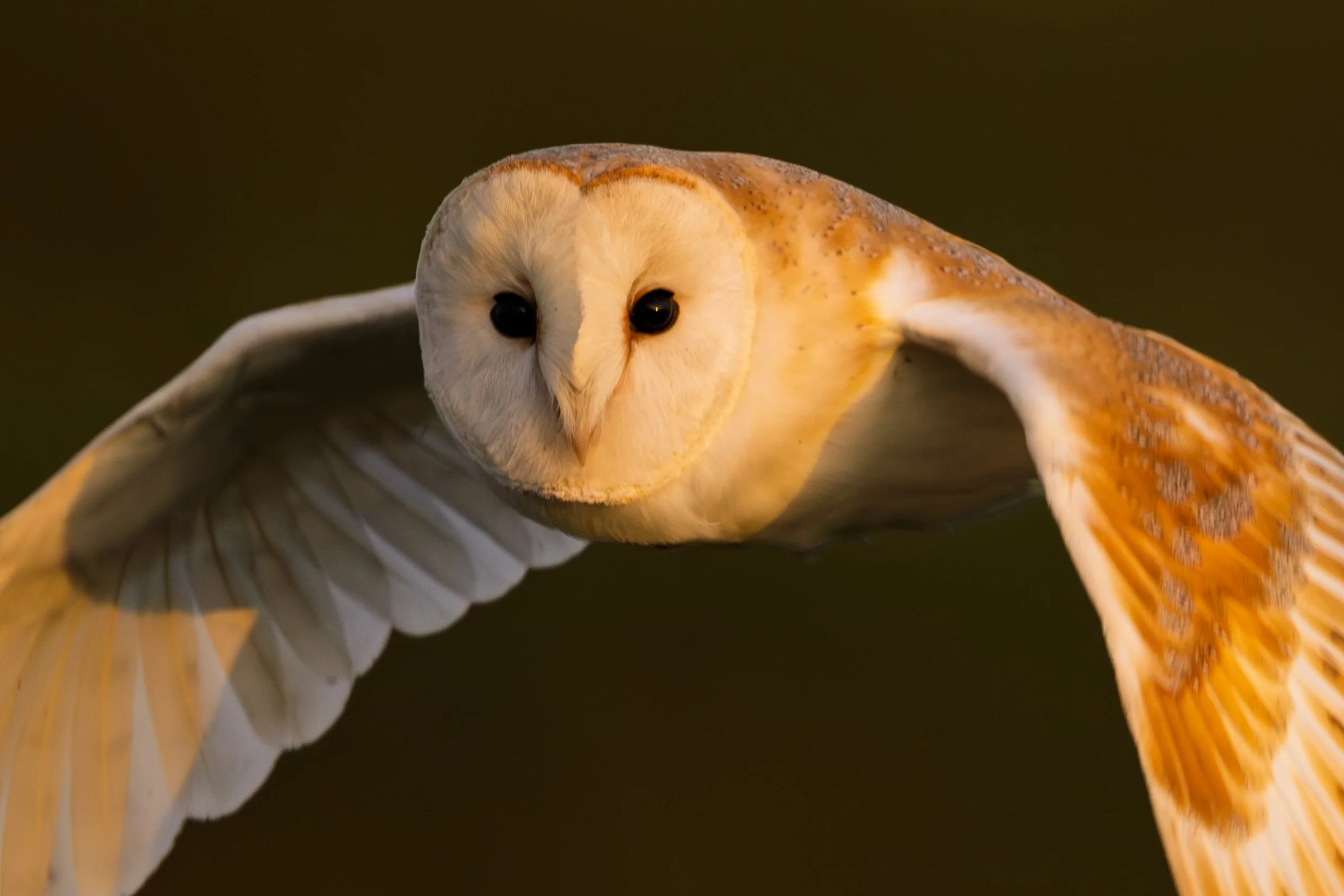 Barn Owl at Weston Farm in Worth Matravers. 