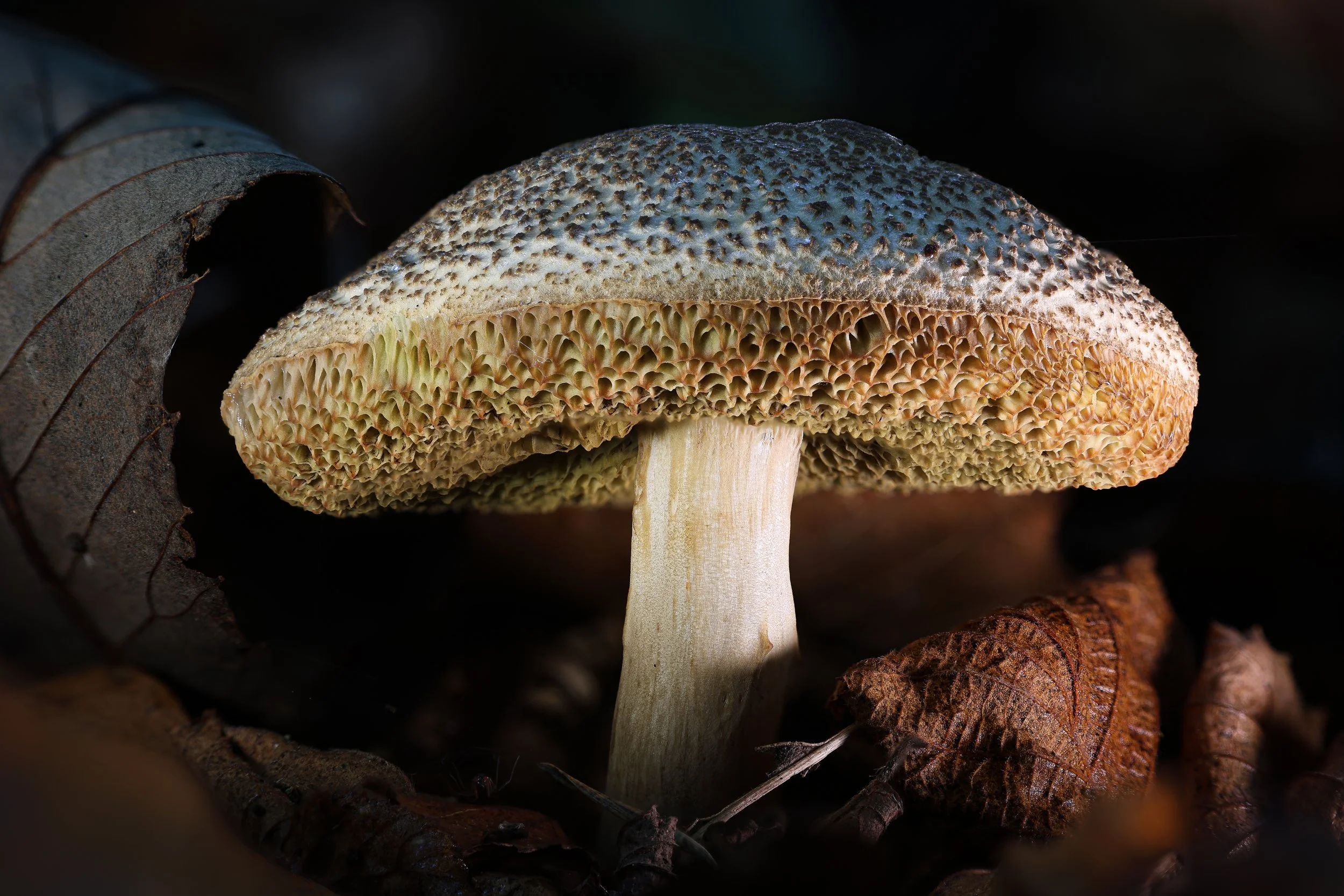 Mushroom porcalin.jpg
