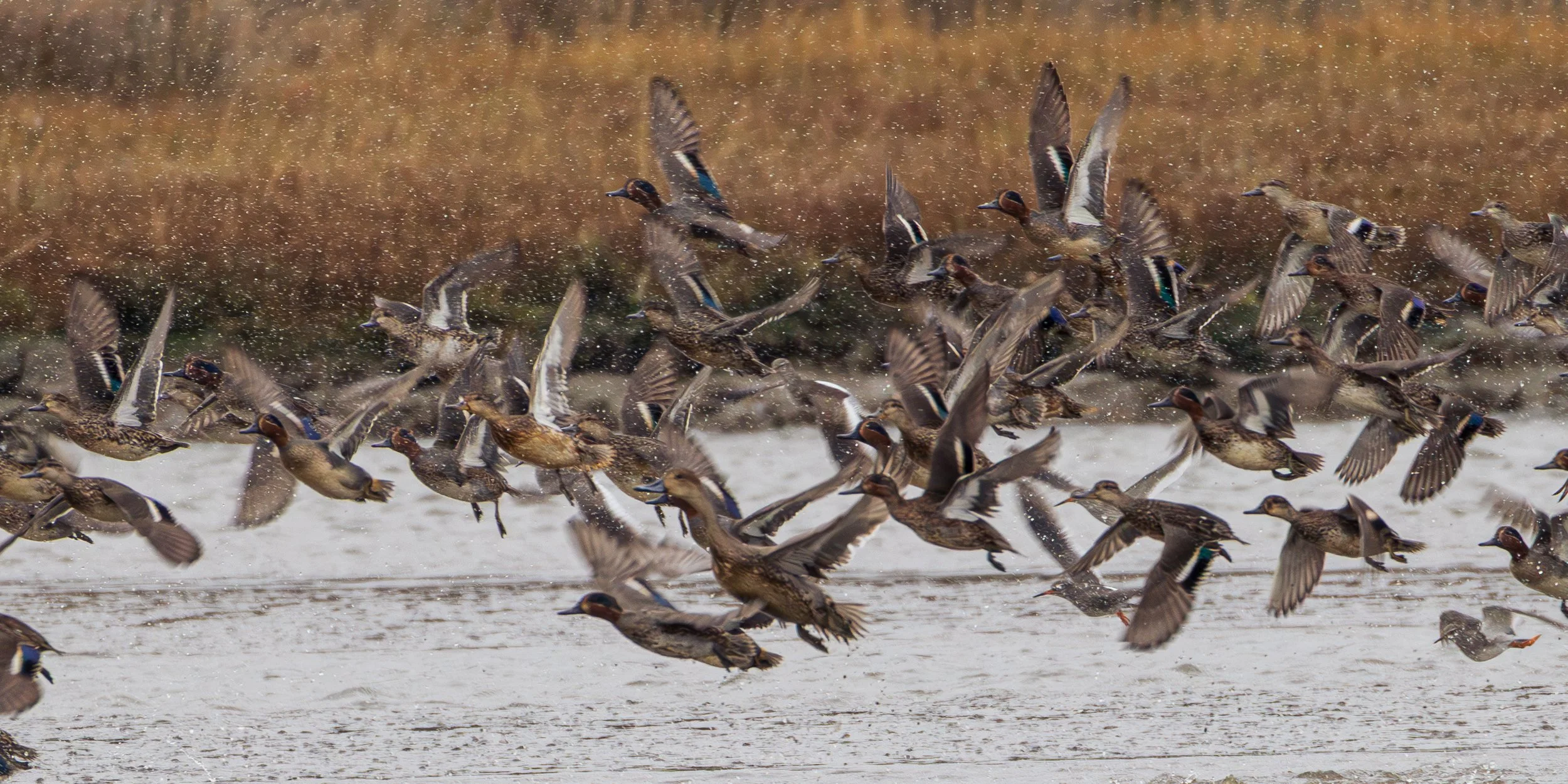 Teal taking flight with a peregrine nearby - Middlebere Channel, Poole Harbour, Purbeck