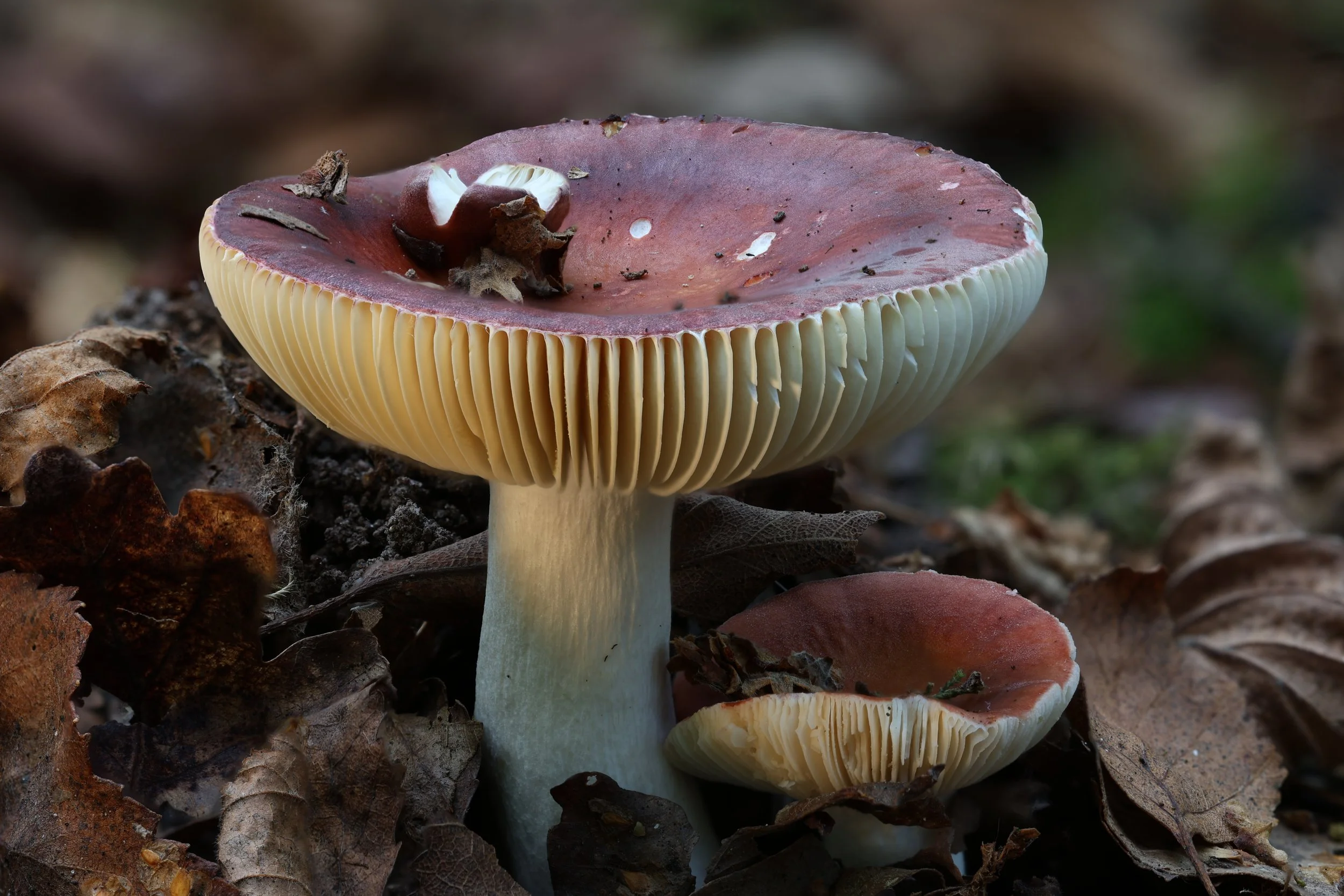 Mushroom.JPG