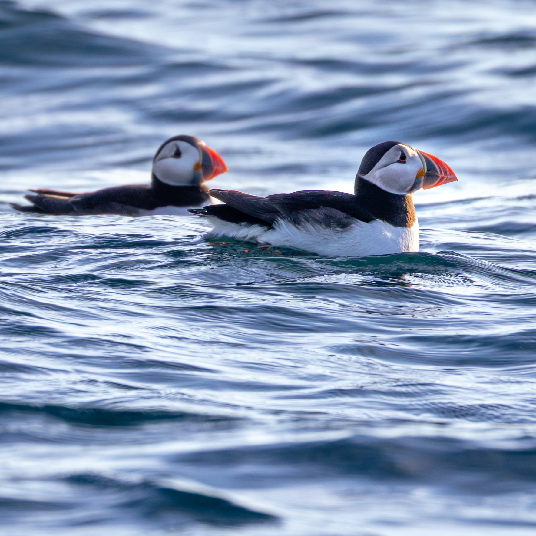 Puffin rafting off South Purbeck Coast near Dancing ledge. Last glimpse in late July before they head back to sea until their hopeful return in late March. These are two of the 3 pairs we know have nested this year in this dwindling population. 