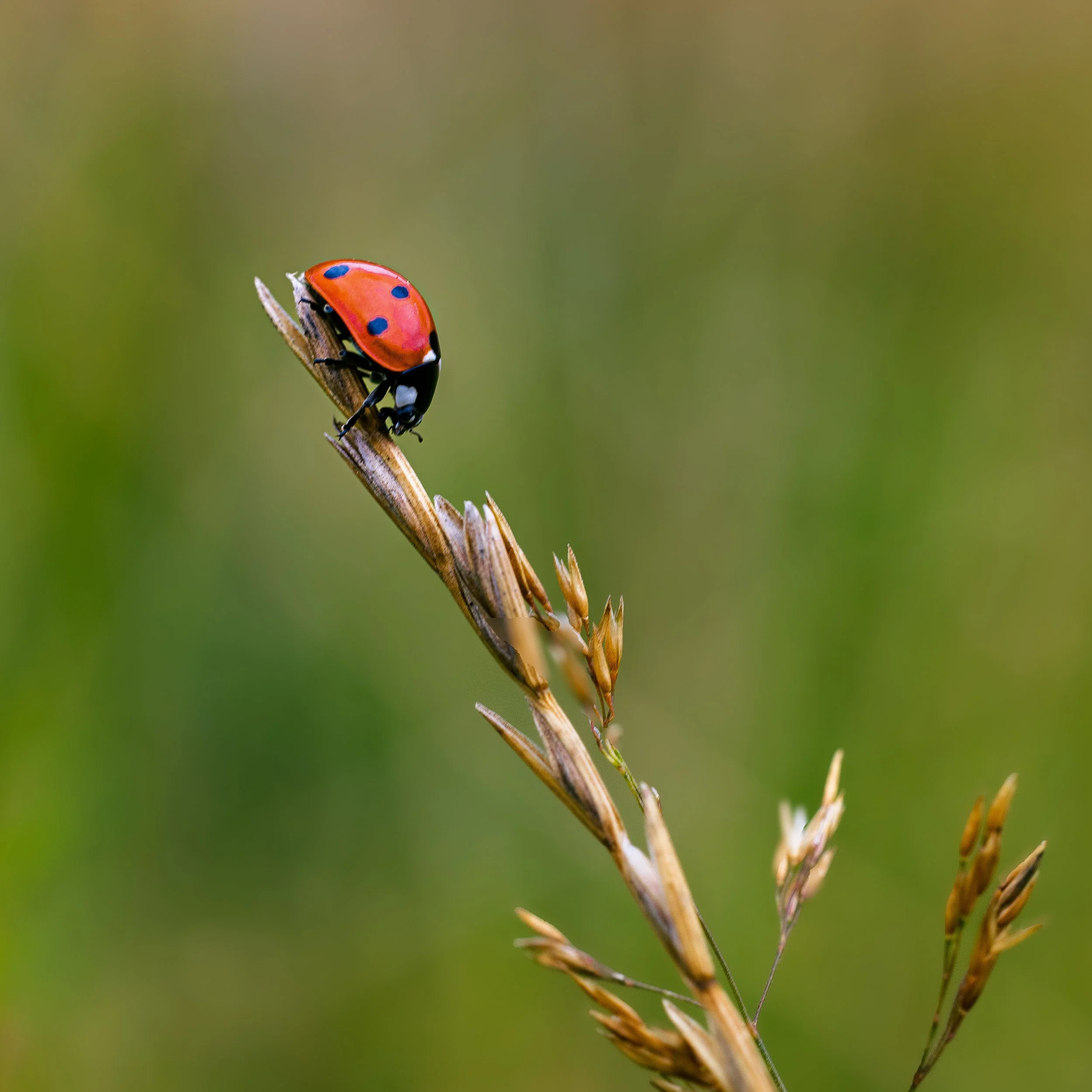 Ladybird on grass stem in Purbeck meadow - Scotland fields