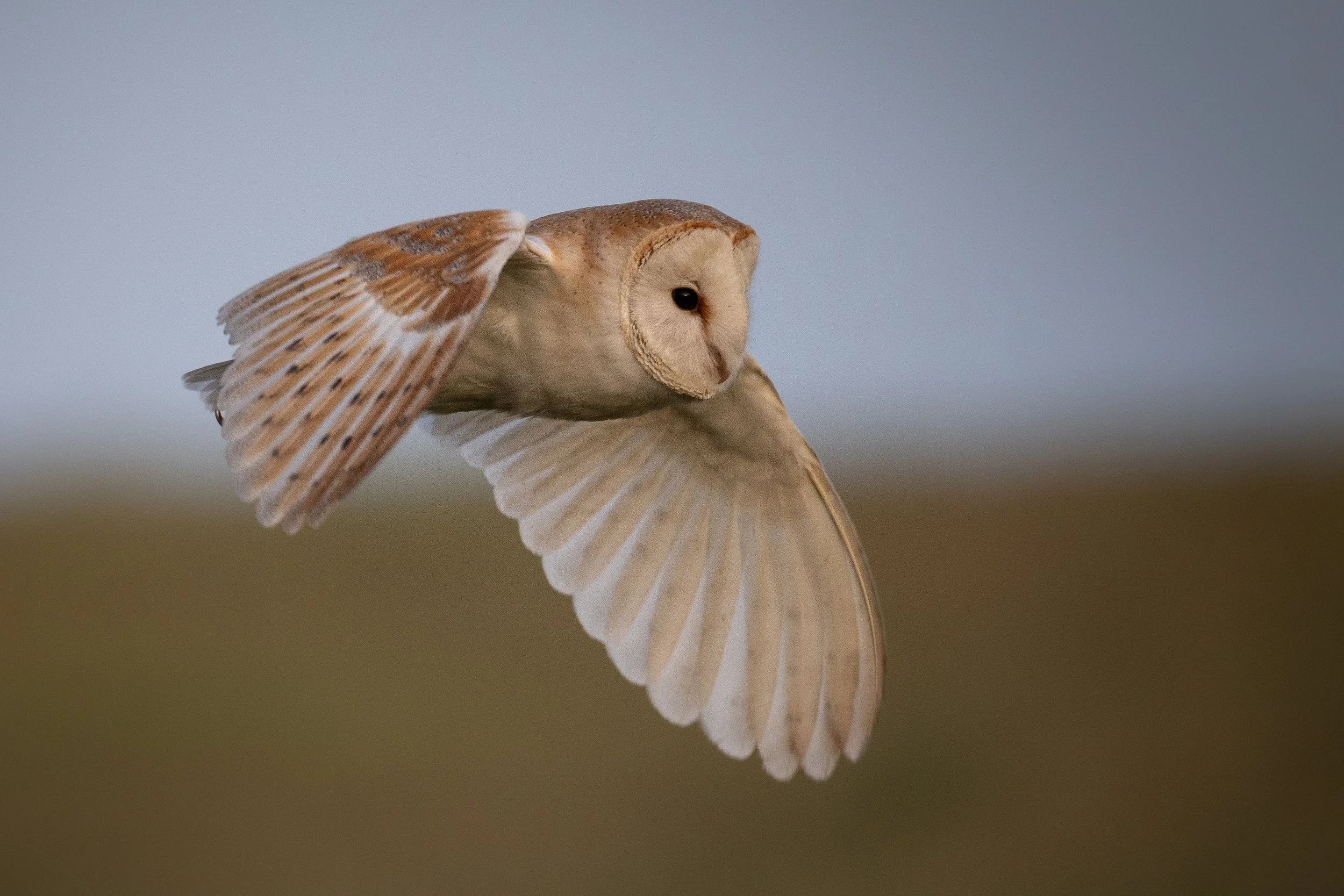 Side view of Quartering Barn Owl in South Purbeck around wood pasture restoration fields