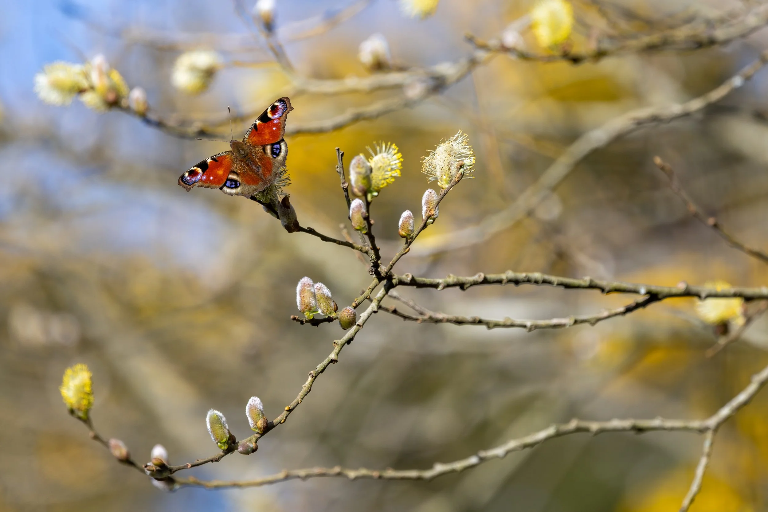 Peacock Butterfly on spring willow buds - Stoborough Heath 