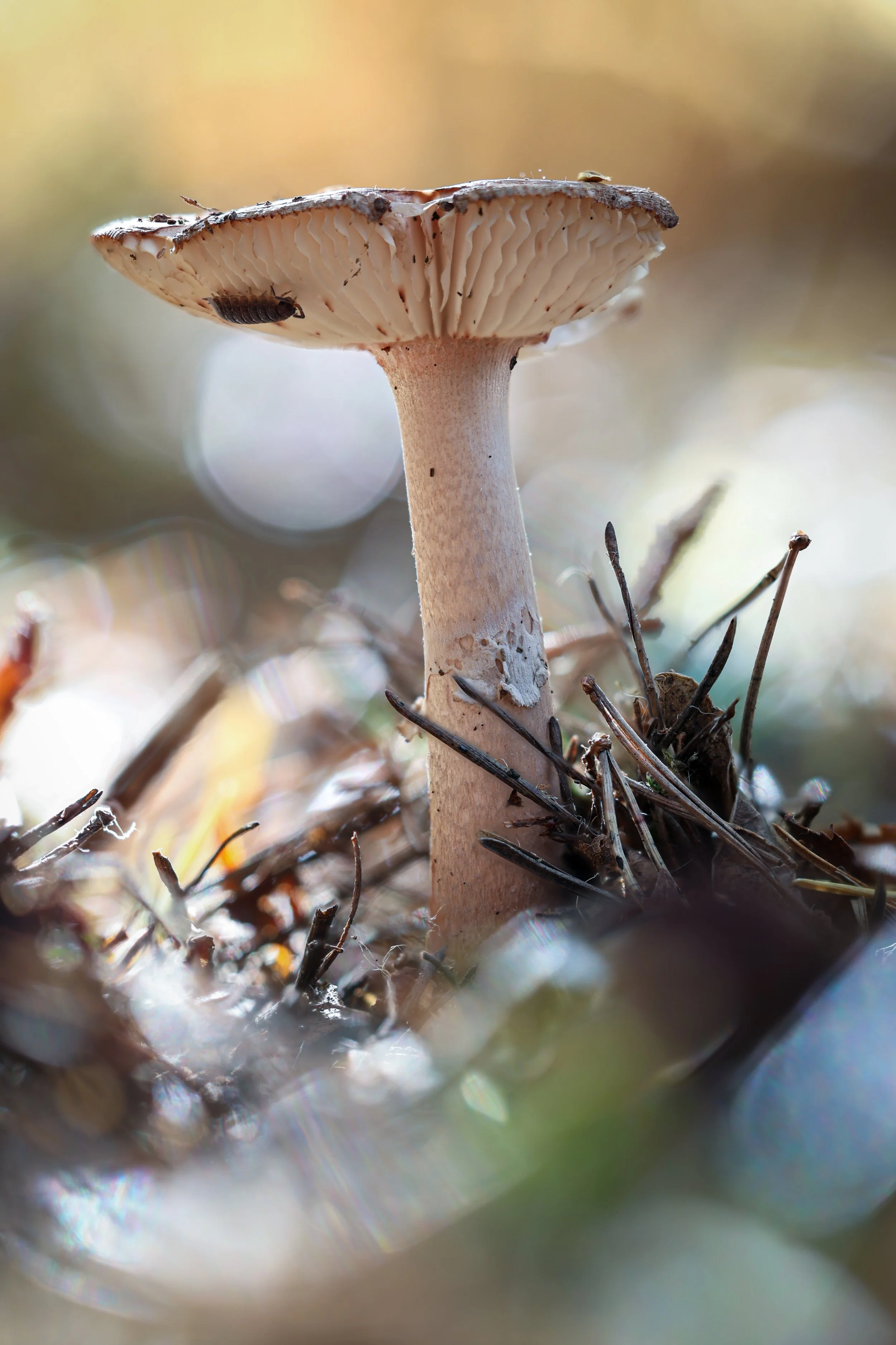 Yellow mushroom.jpg
