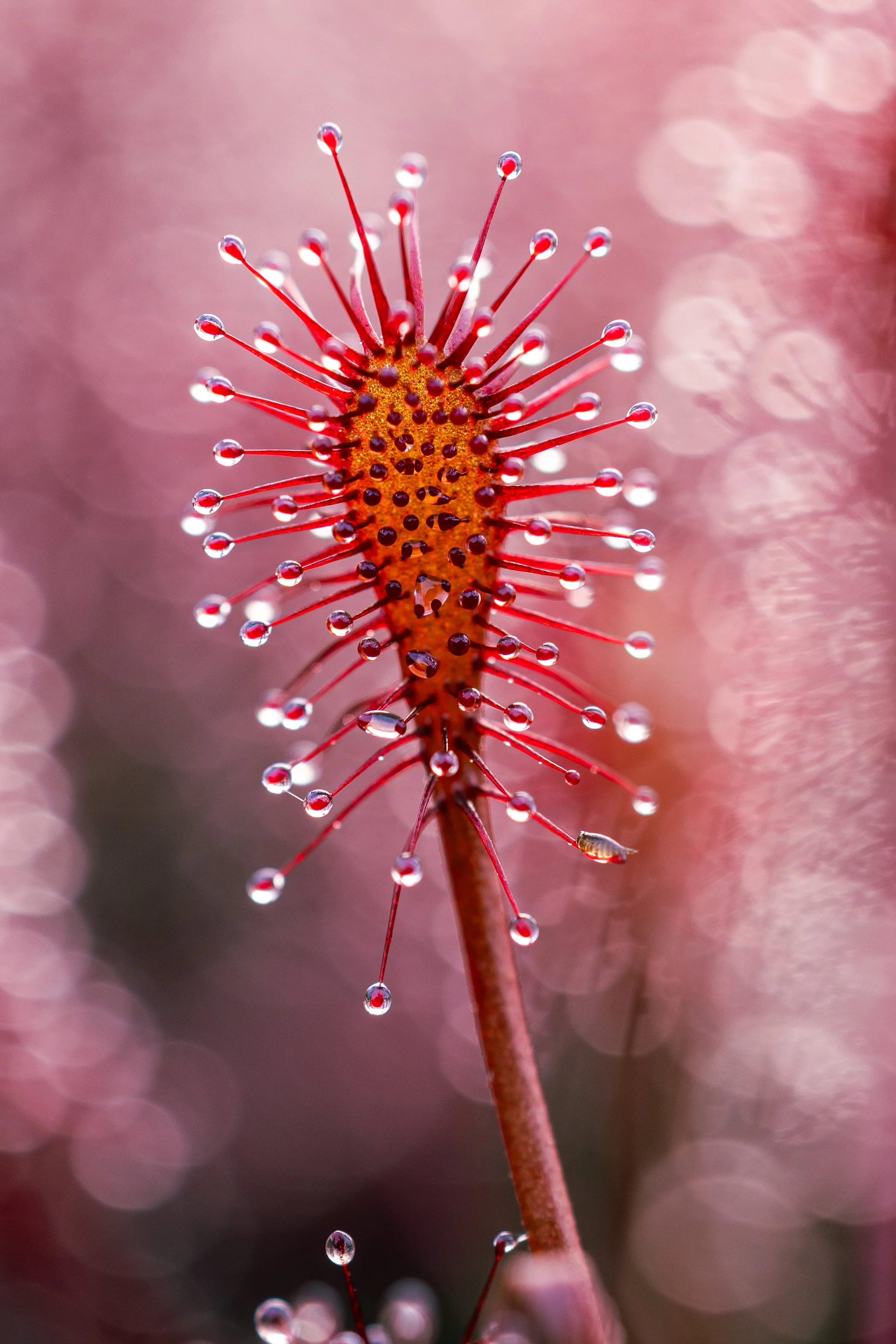 Backlit Oblong leaved sundew - Stoborough Heath, Purbeck