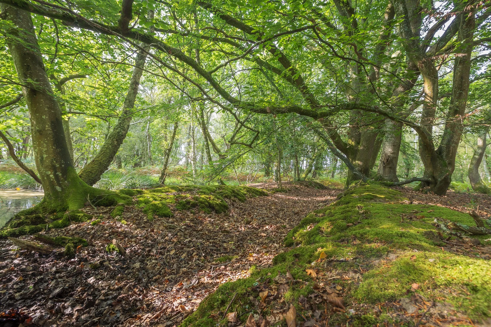 Broadmarsh Woods near Arne, Purbeck