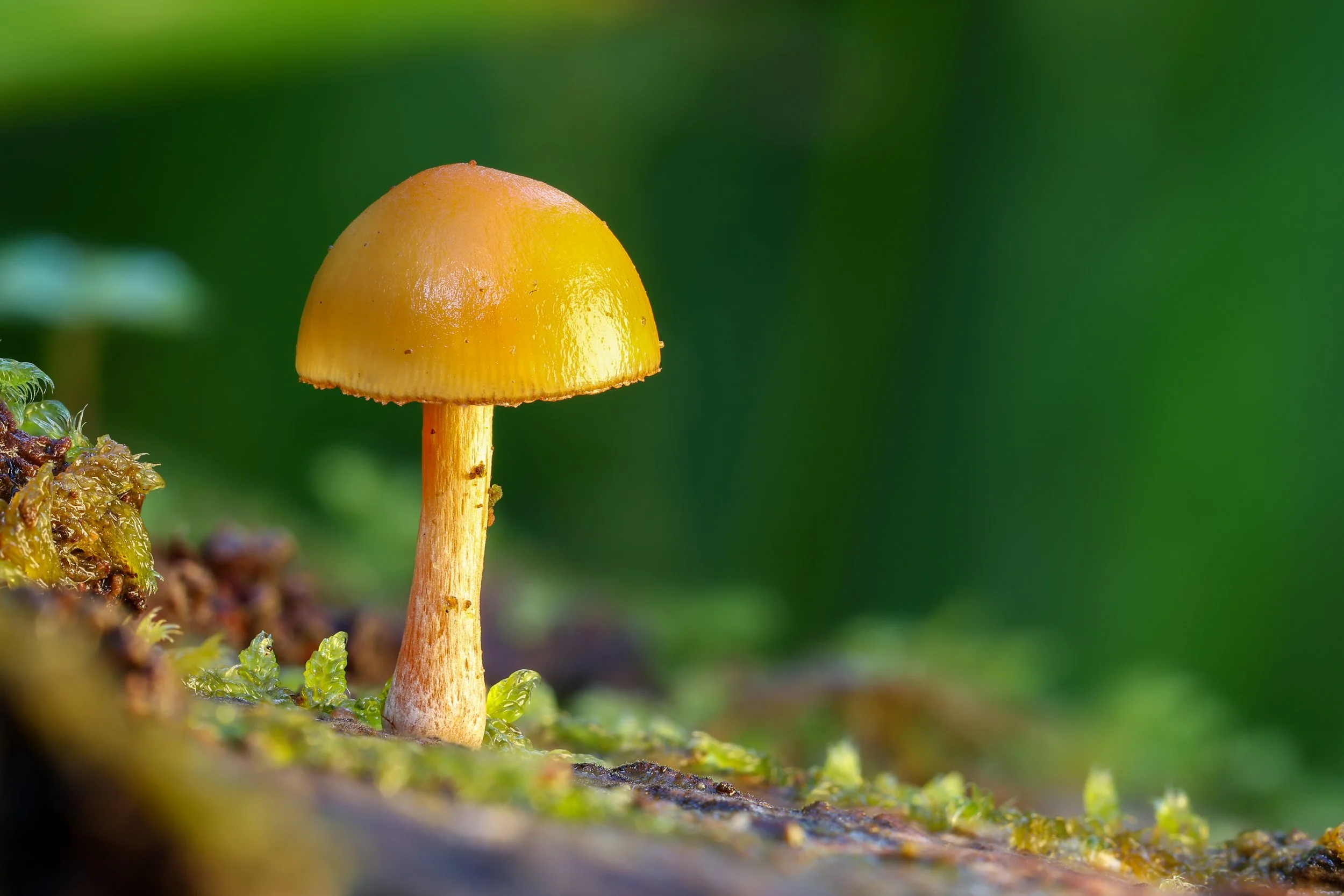 Glistening Mushroom.jpg