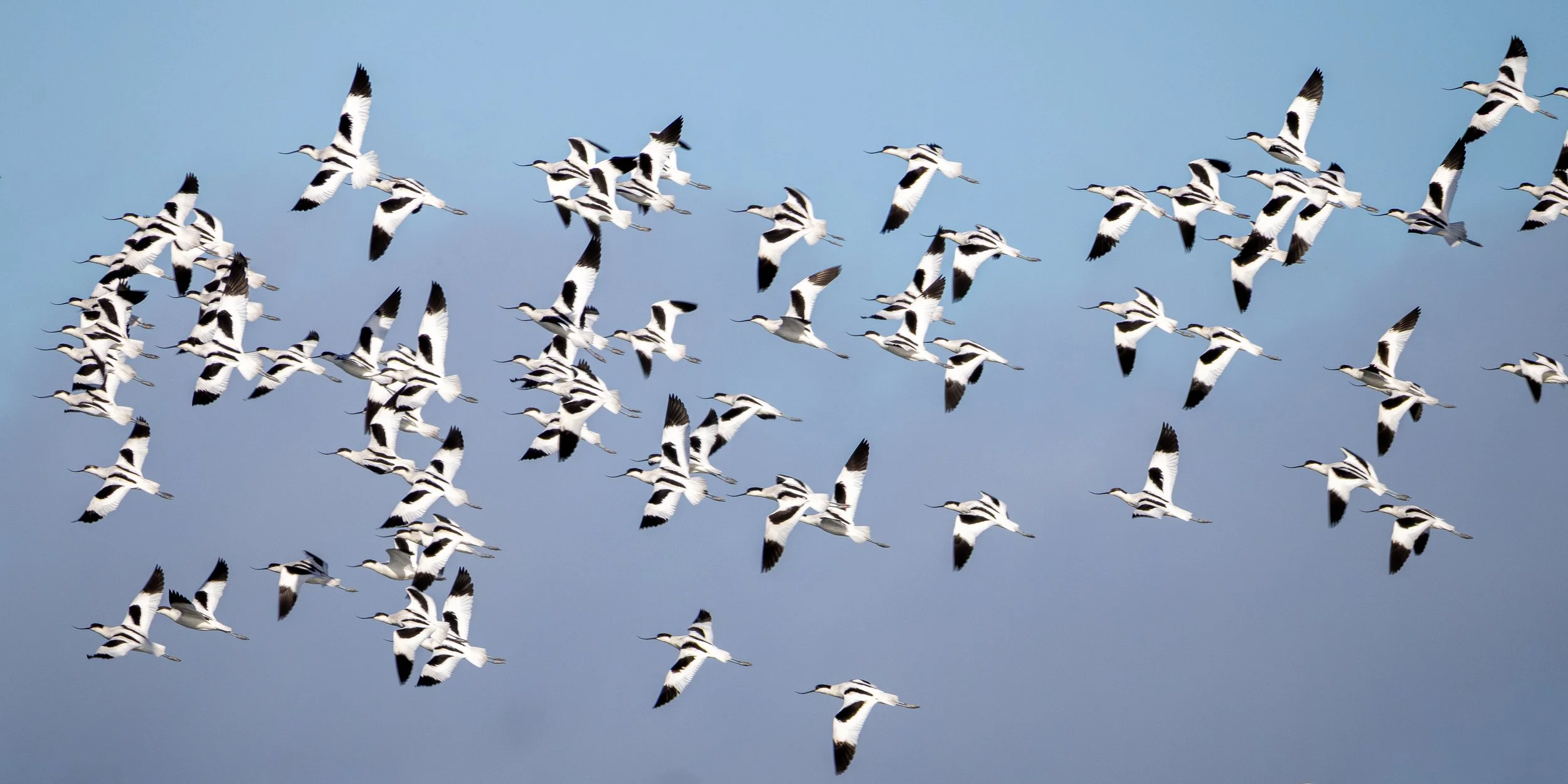 Avocet flock over Middlebere Channel in Poole Harbour
