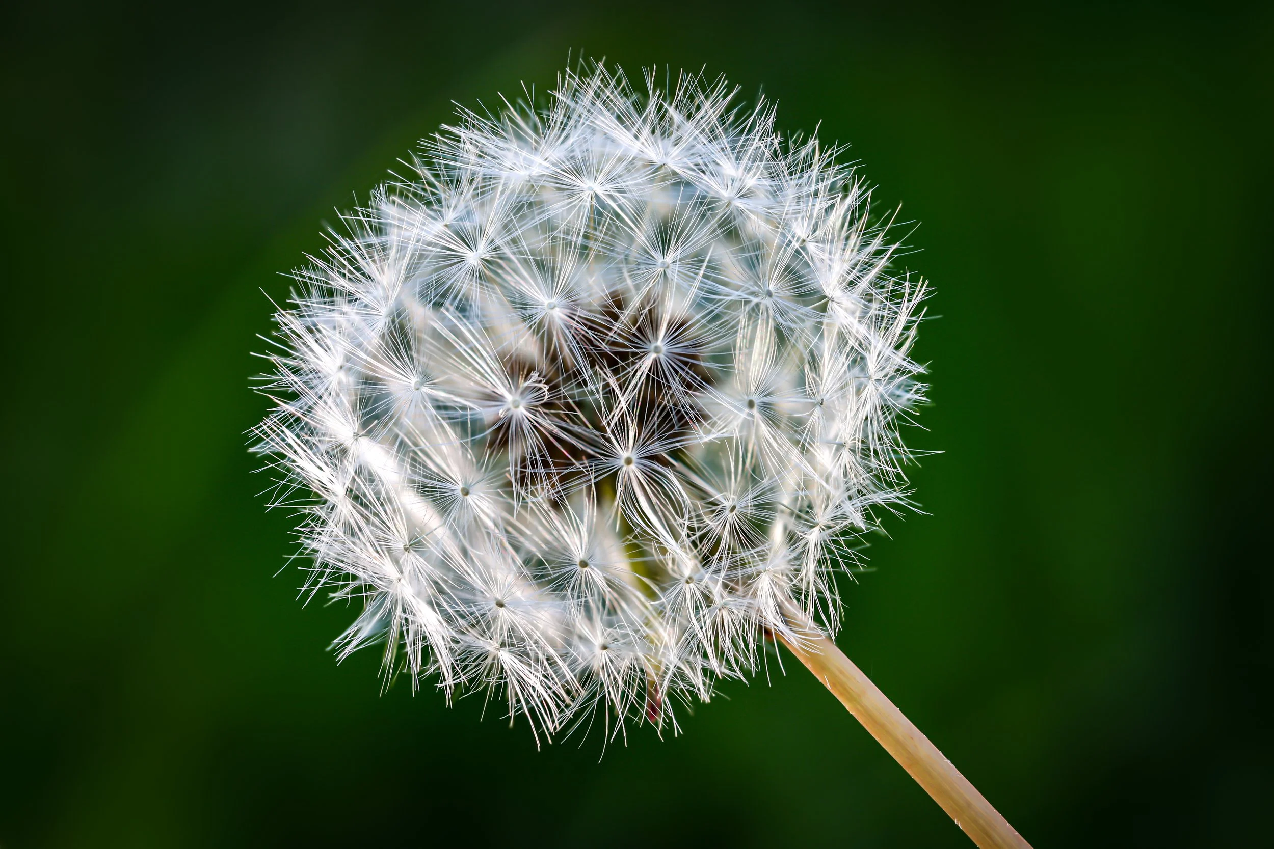 Dandelion on green background