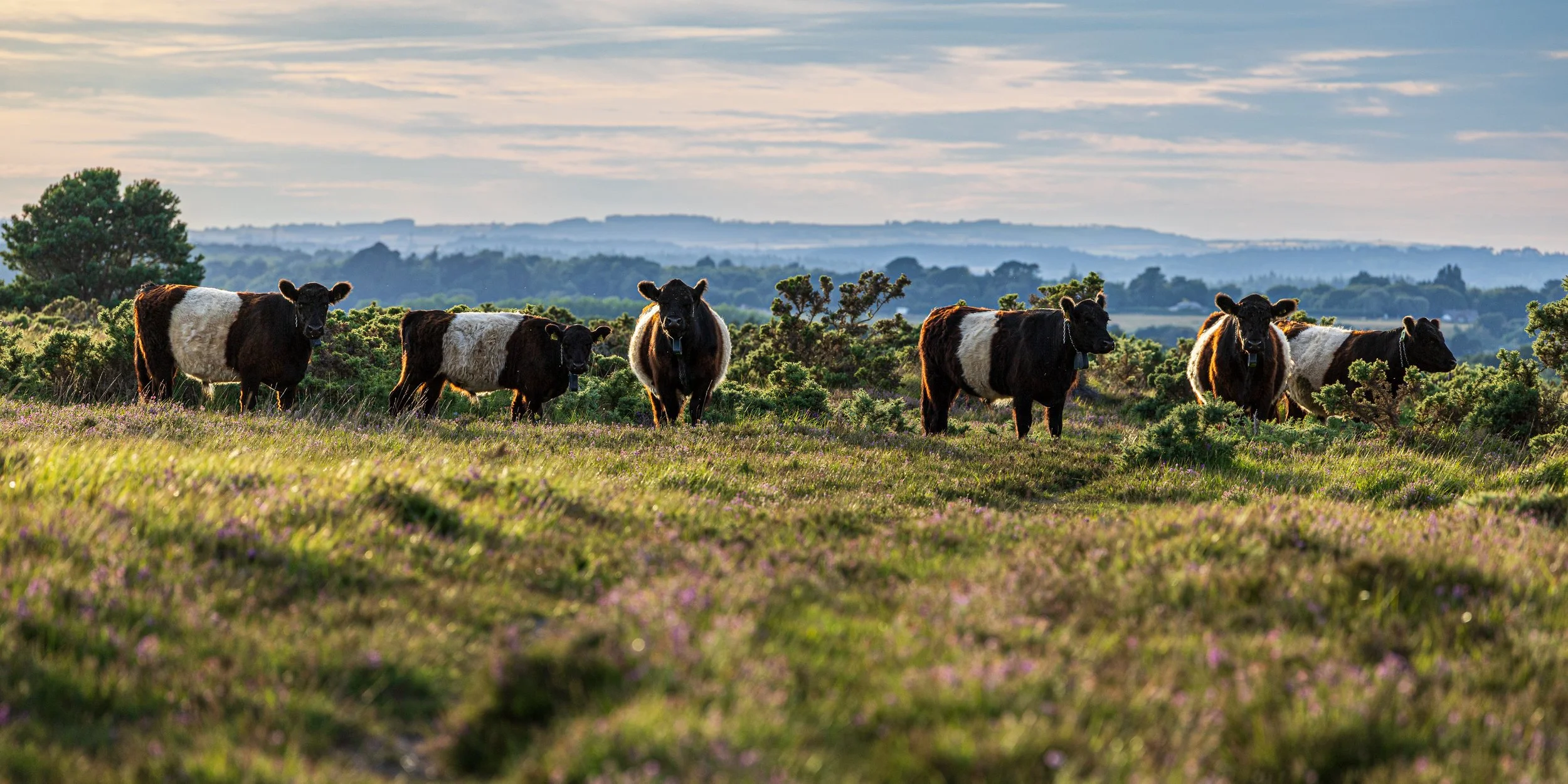 Belted Galloway cattle on RSP{B Stoborough Heath in Purbeck. Grazing of the heaths is crucial conservation work