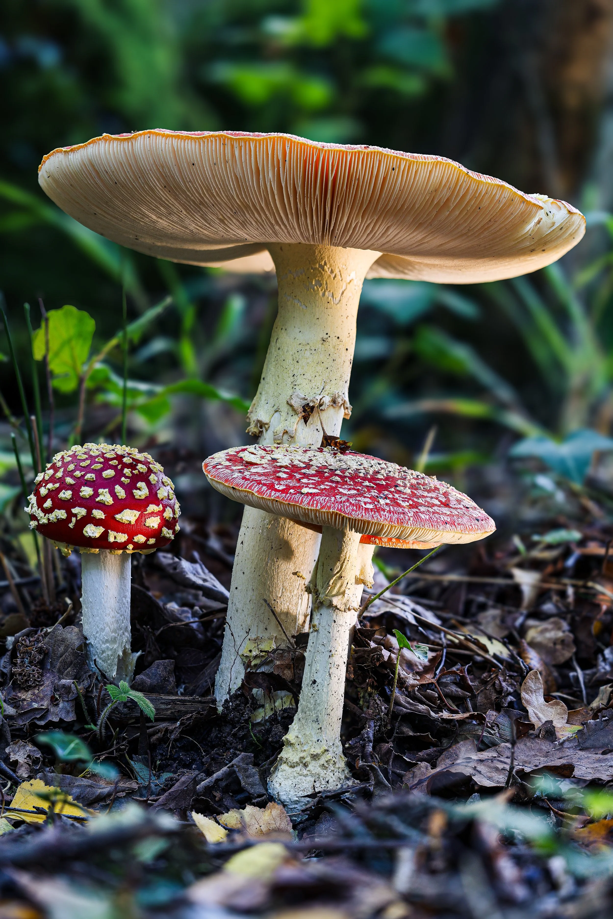 3 Fly agaric.jpg