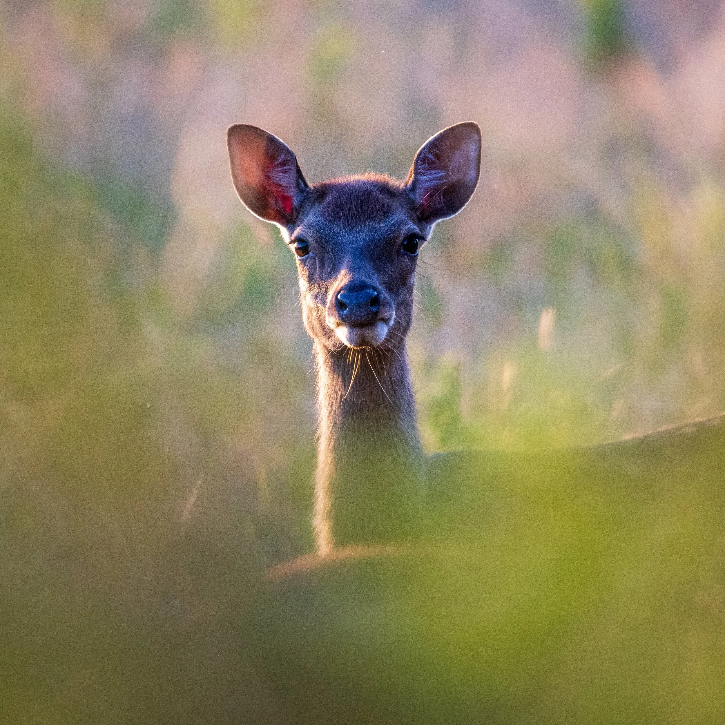 Sika Deer - Middlebere, Purbeck