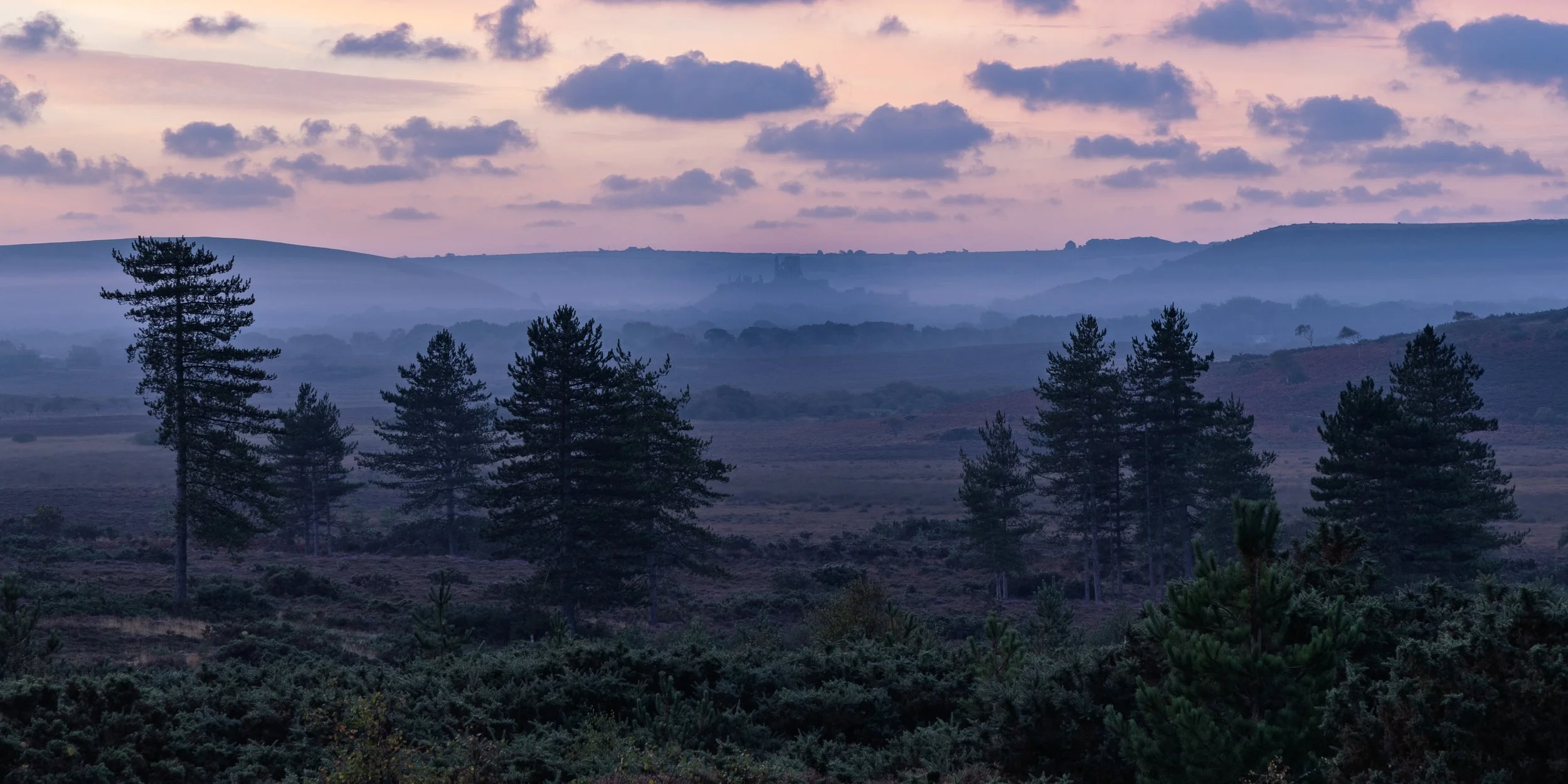 Scenic view of a forest with tall pine trees, rolling hills in the background, and a sky with pink and purple clouds during sunset or sunrise, with Corfe Castle in the background