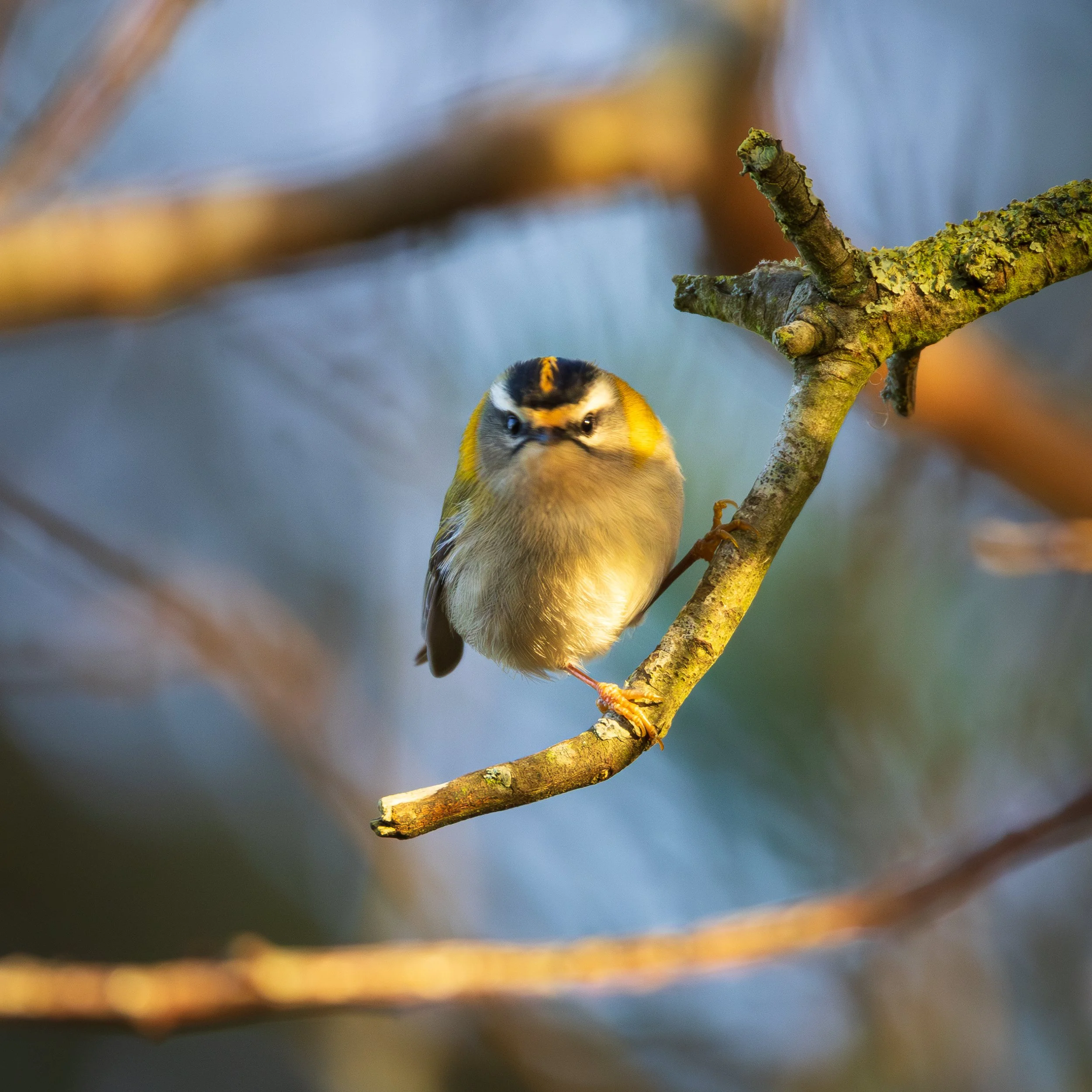 Firecrest in a thicket @ Middlebere, Purbeck